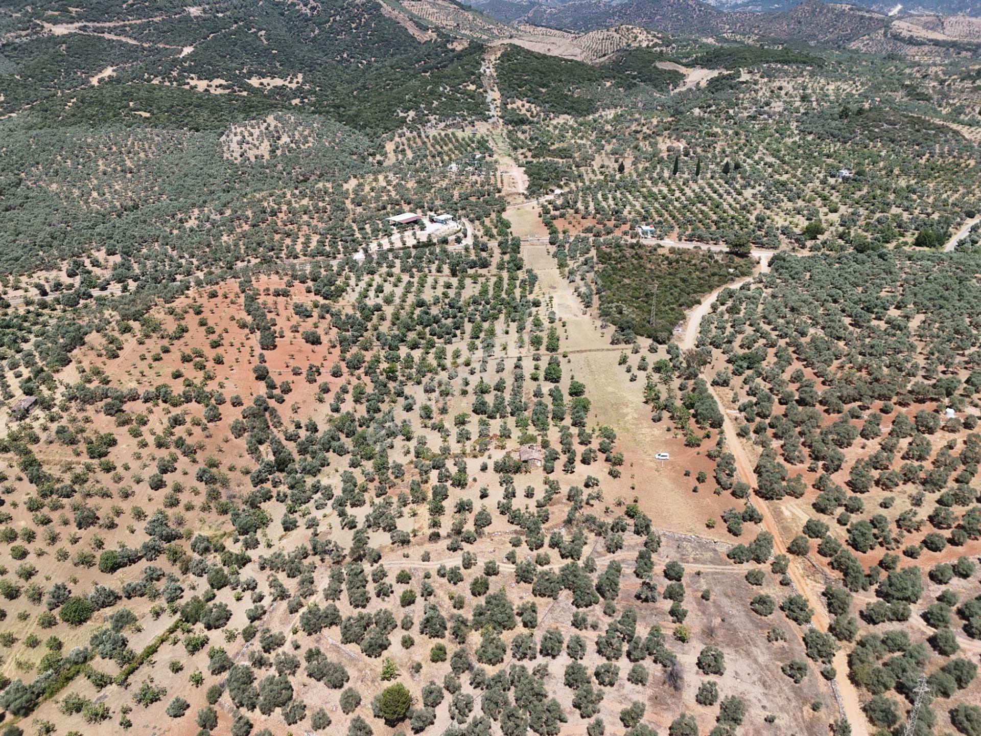 Aydın ,ortaklar Beldesi Balatcık Köyünde Satılık İncir Bahçesi... - Görsel 5