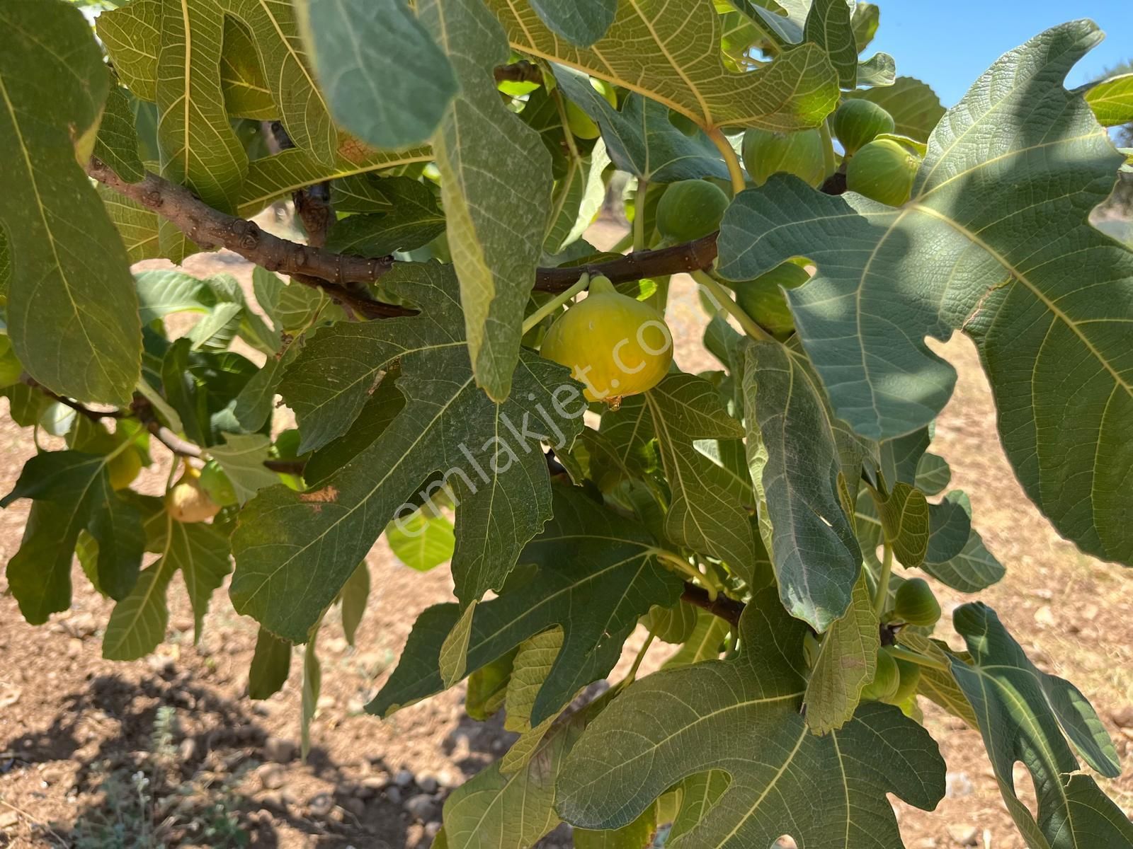 Aydın ,ortaklar Beldesi Balatcık Köyünde Satılık İncir Bahçesi... - Görsel 22