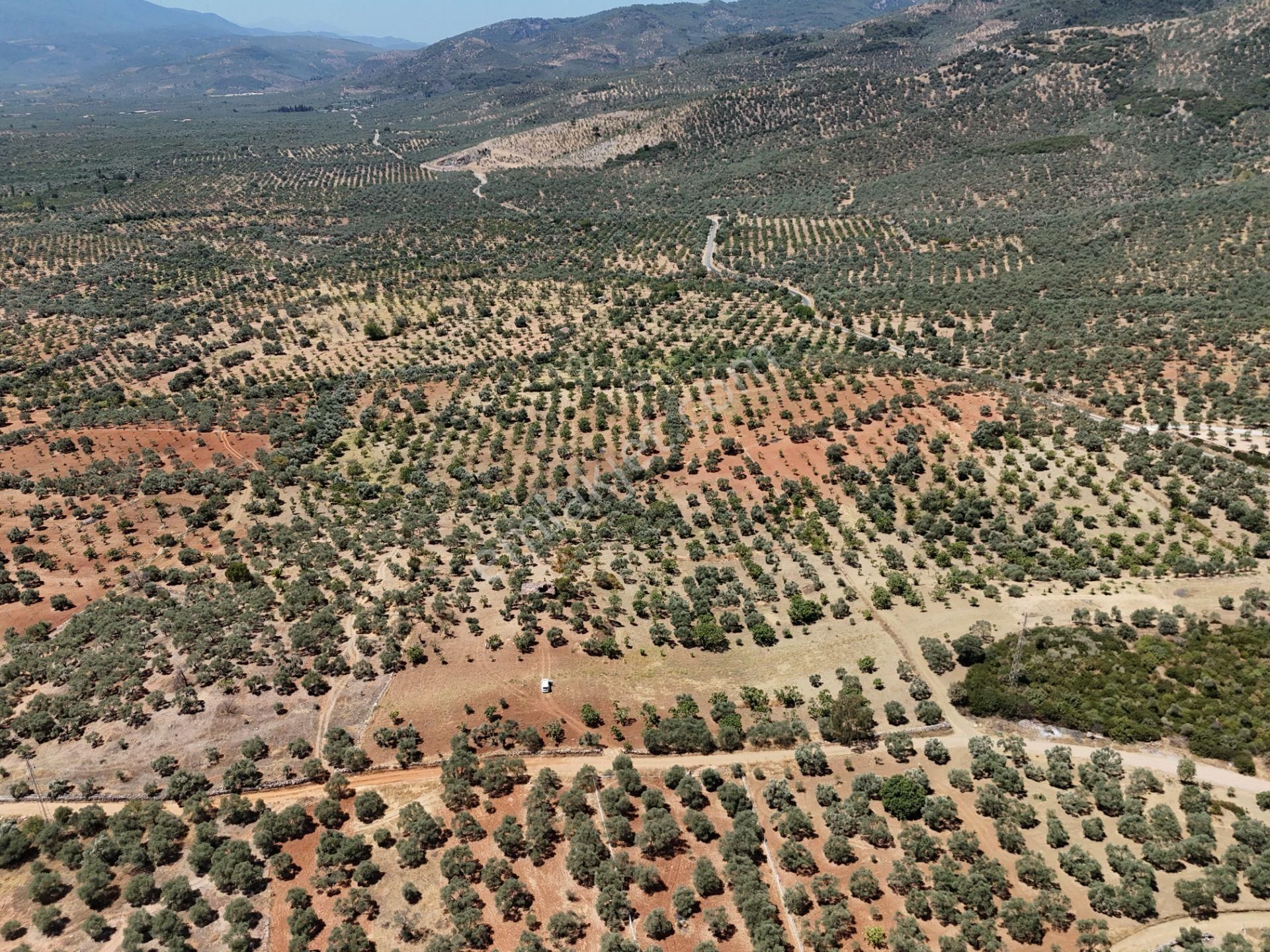 Aydın ,ortaklar Beldesi Balatcık Köyünde Satılık İncir Bahçesi... - Görsel 7