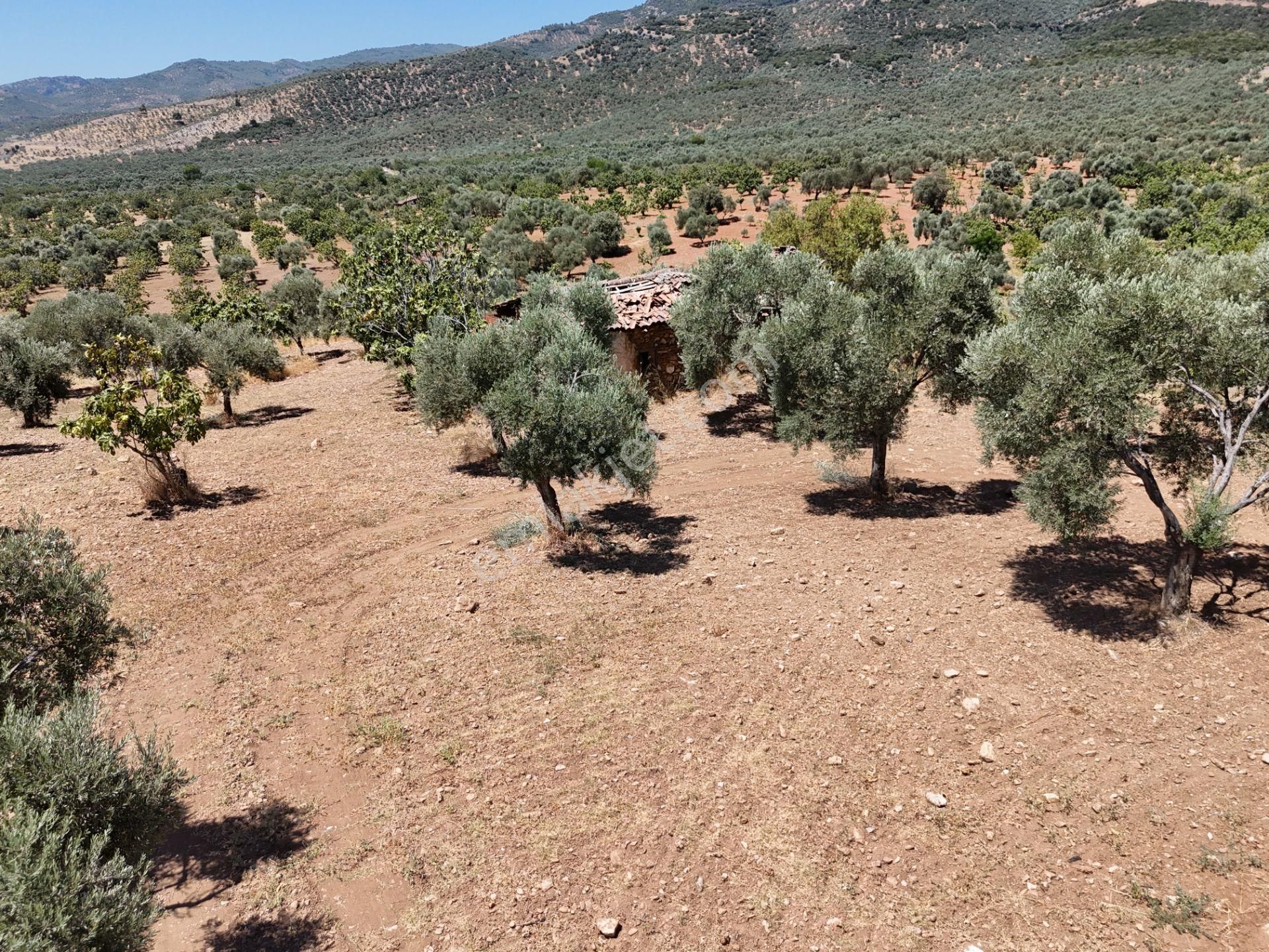Aydın ,ortaklar Beldesi Balatcık Köyünde Satılık İncir Bahçesi... - Görsel 14