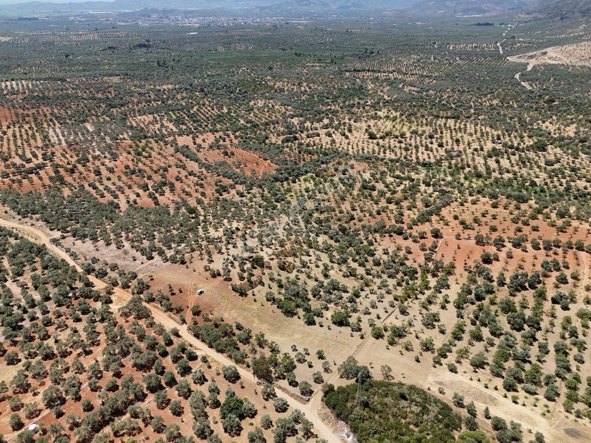 Aydın ,ortaklar Beldesi Balatcık Köyünde Satılık İncir Bahçesi... - Görsel 8