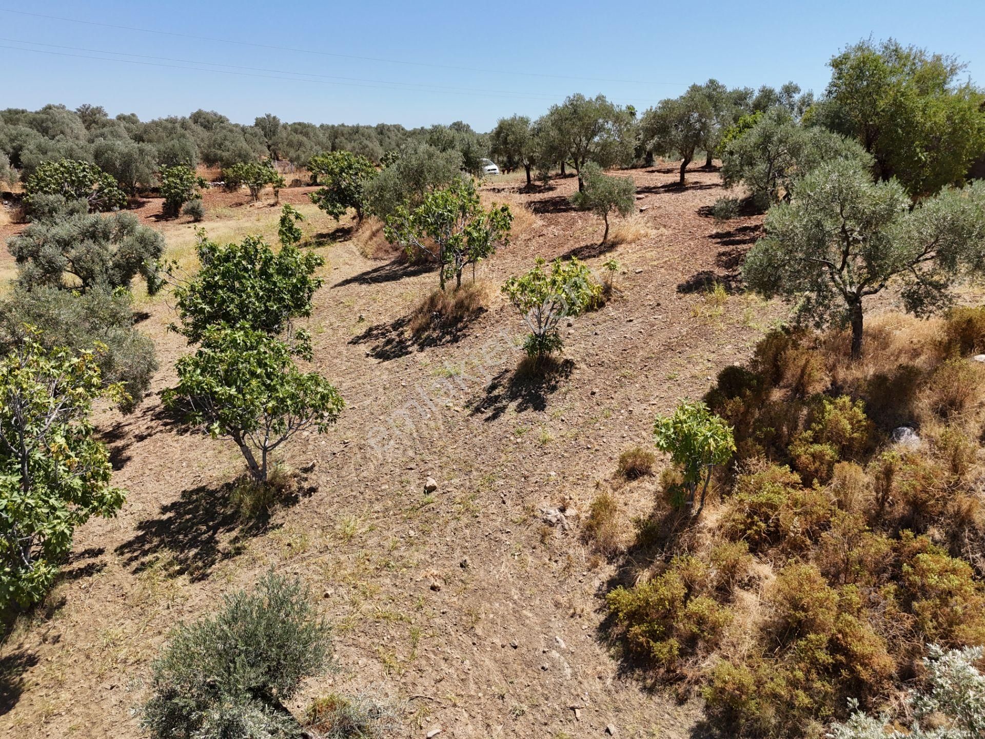 Aydın ,ortaklar Beldesi Balatcık Köyünde Satılık İncir Bahçesi... - Görsel 19