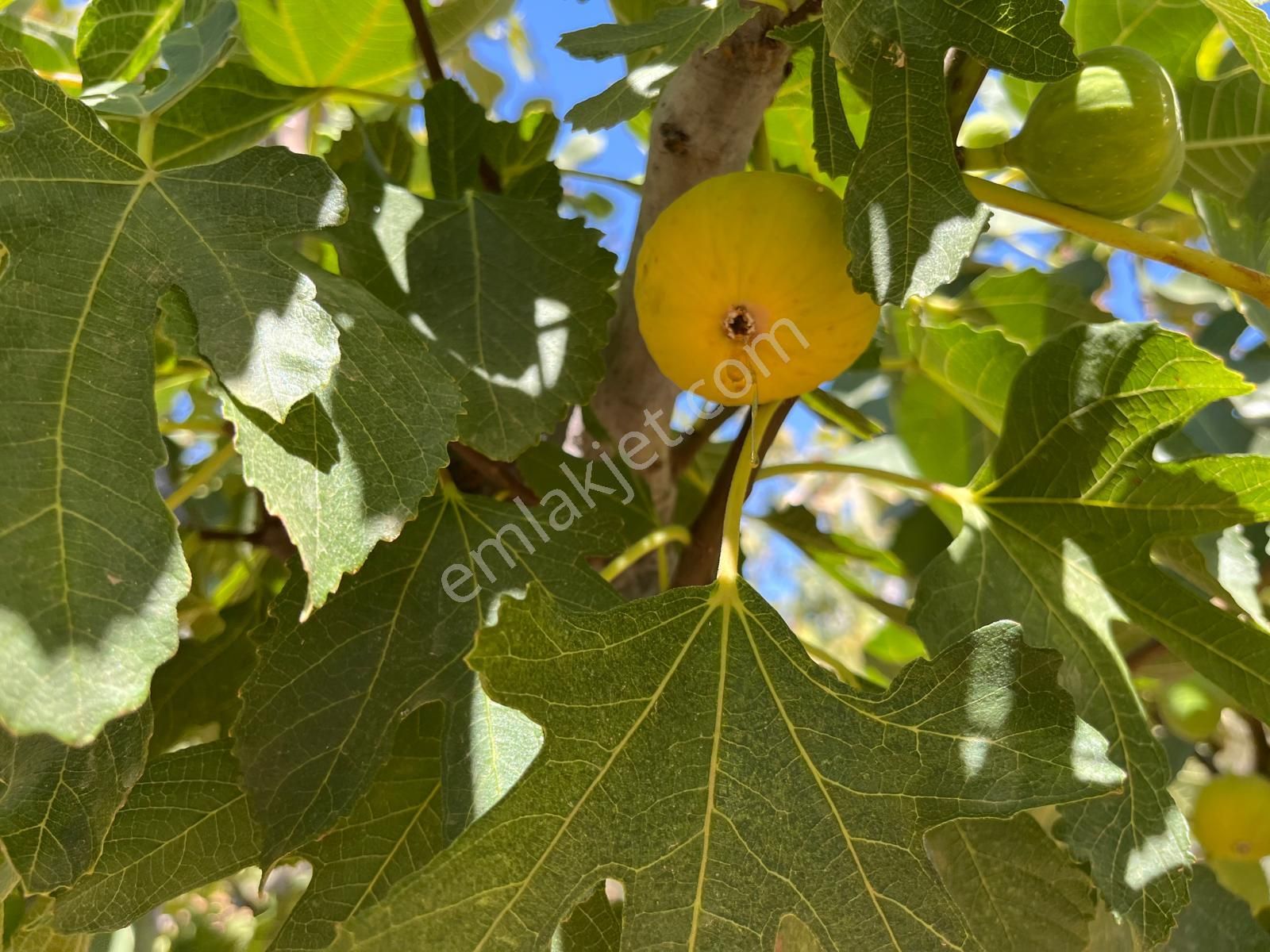 Aydın ,ortaklar Beldesi Balatcık Köyünde Satılık İncir Bahçesi... - Görsel 26