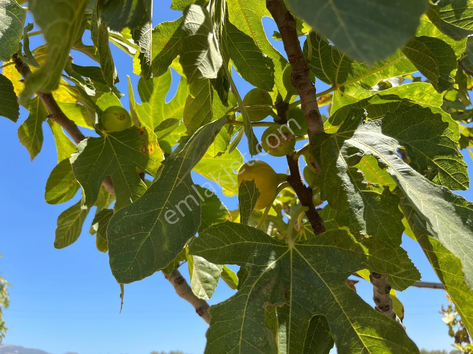 Aydın ,ortaklar Beldesi Balatcık Köyünde Satılık İncir Bahçesi... - Görsel 23