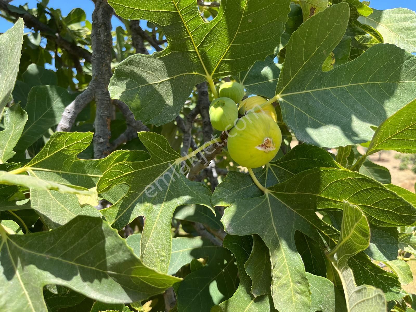 Aydın ,ortaklar Beldesi Balatcık Köyünde Satılık İncir Bahçesi... - Görsel 31