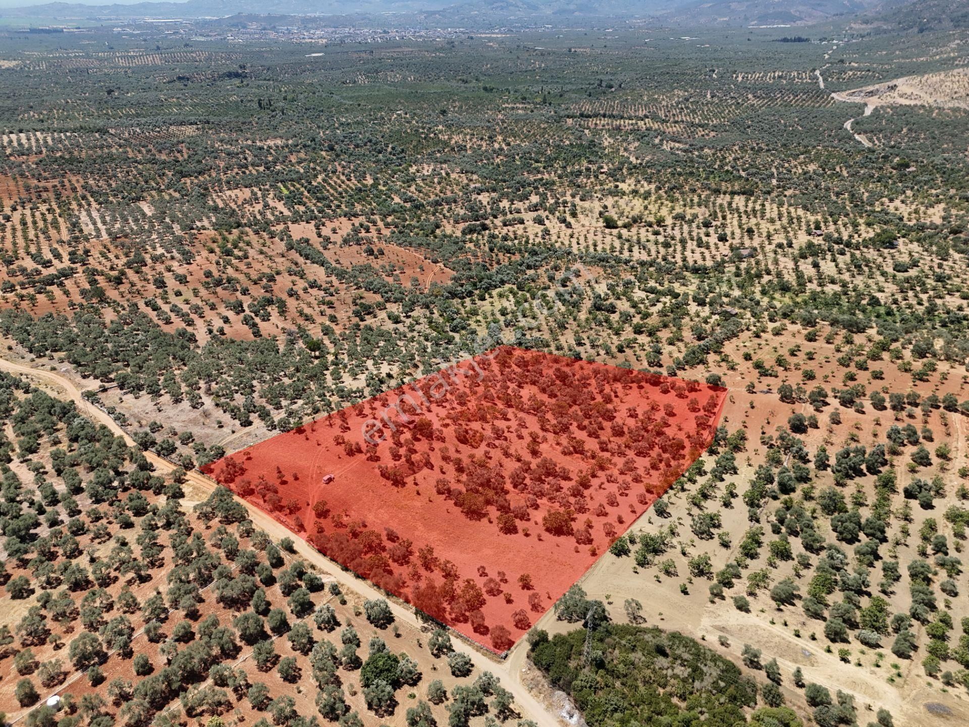 Aydın ,ortaklar Beldesi Balatcık Köyünde Satılık İncir Bahçesi... - Görsel 3