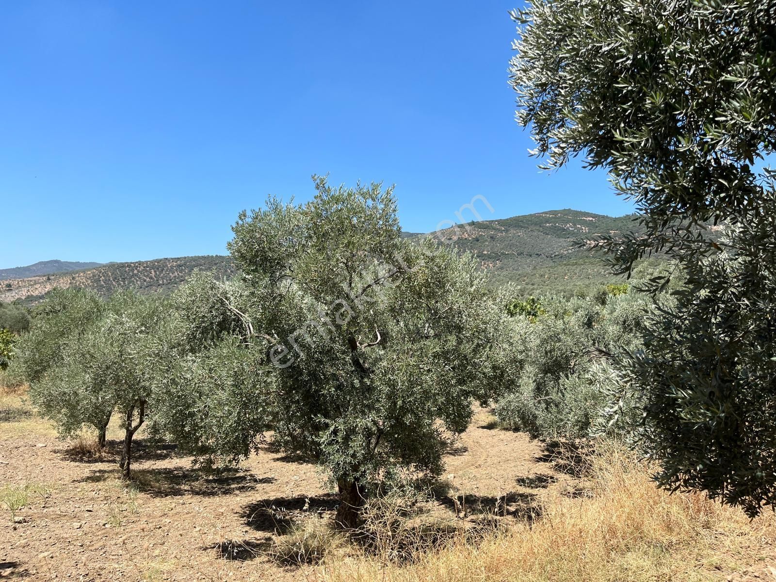 Aydın ,ortaklar Beldesi Balatcık Köyünde Satılık İncir Bahçesi... - Görsel 28