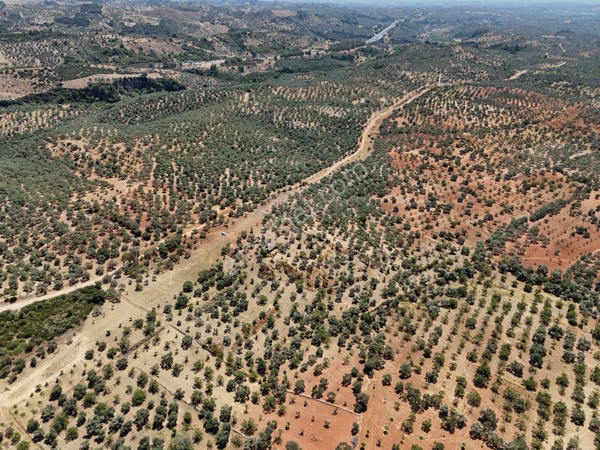 Aydın ,ortaklar Beldesi Balatcık Köyünde Satılık İncir Bahçesi... - Görsel 10