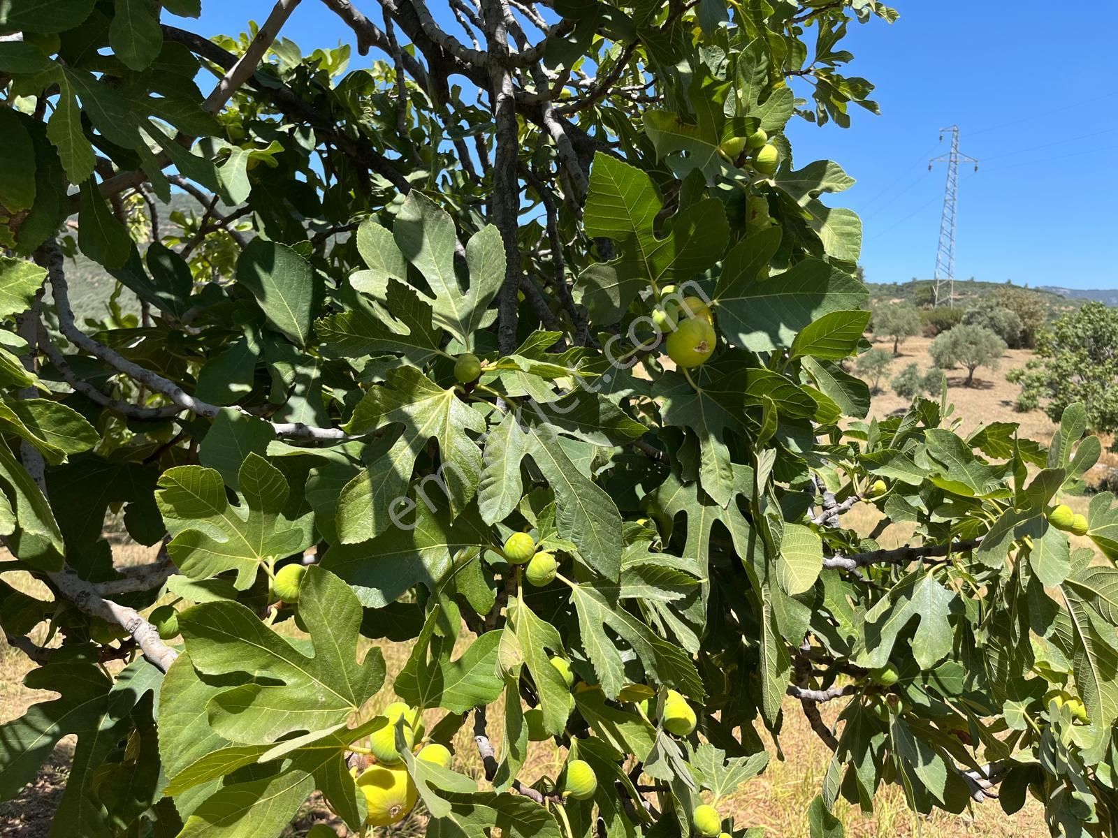 Aydın ,ortaklar Beldesi Balatcık Köyünde Satılık İncir Bahçesi... - Görsel 25