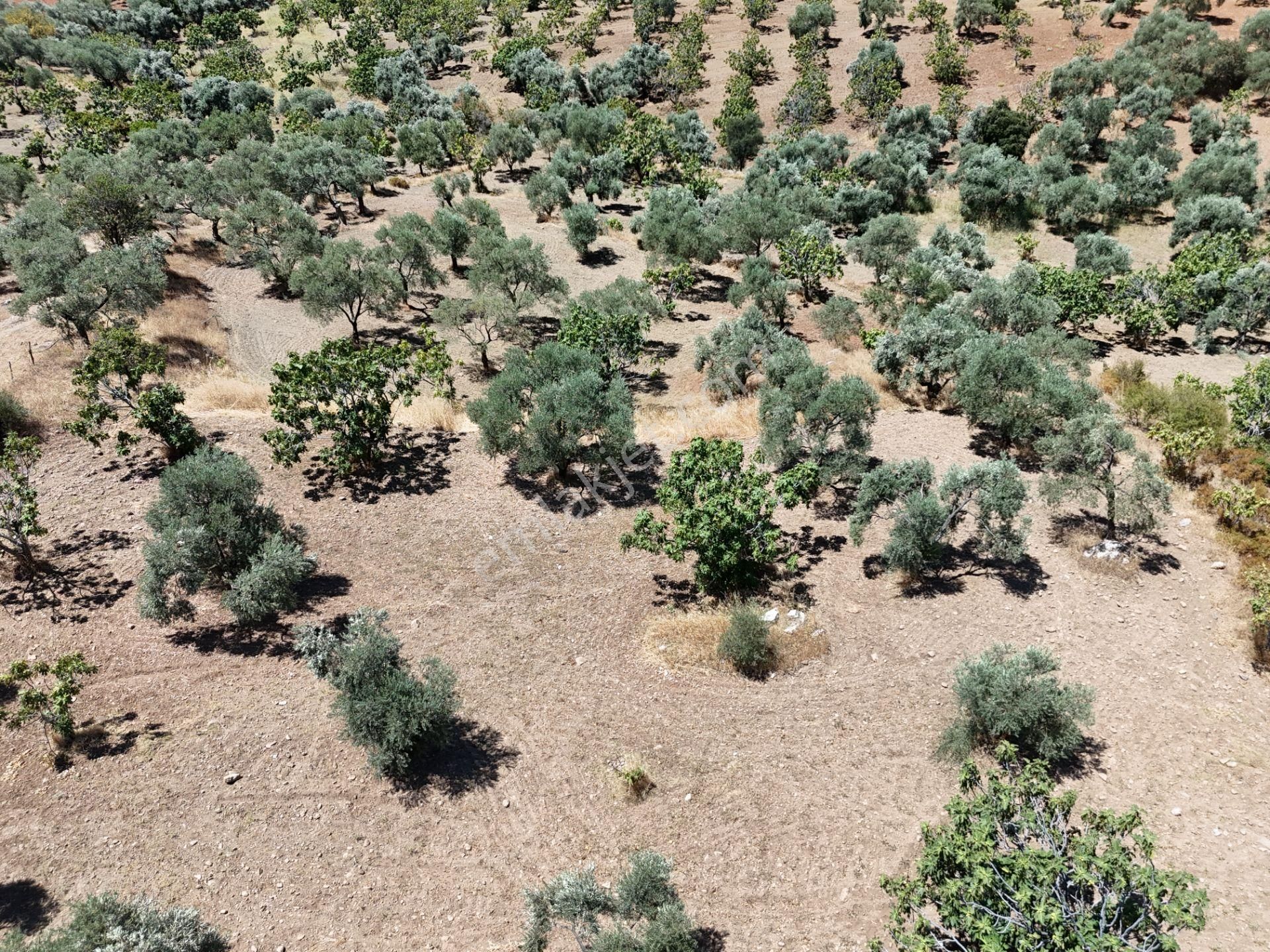 Aydın ,ortaklar Beldesi Balatcık Köyünde Satılık İncir Bahçesi... - Görsel 15