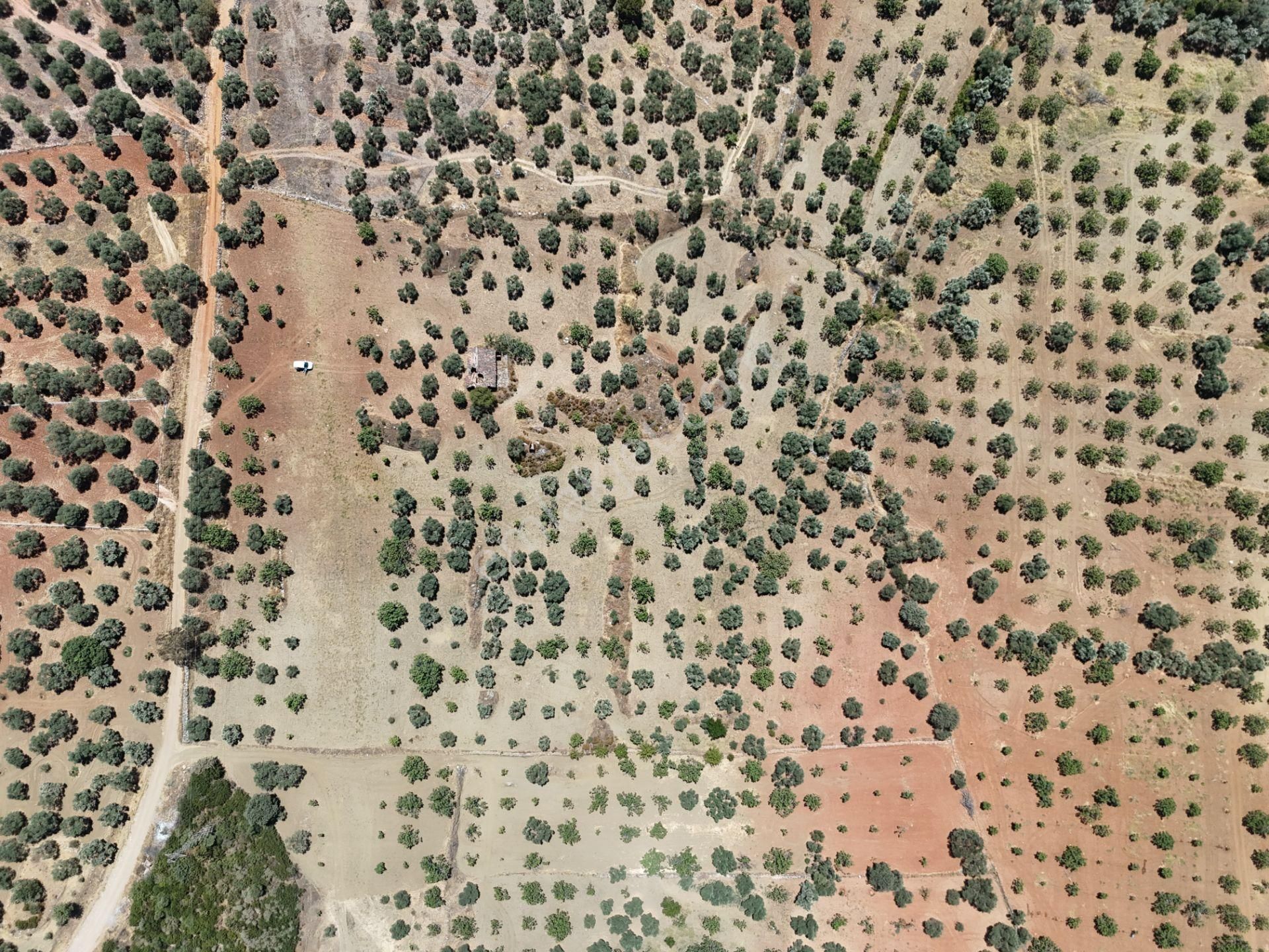 Aydın ,ortaklar Beldesi Balatcık Köyünde Satılık İncir Bahçesi... - Görsel 12