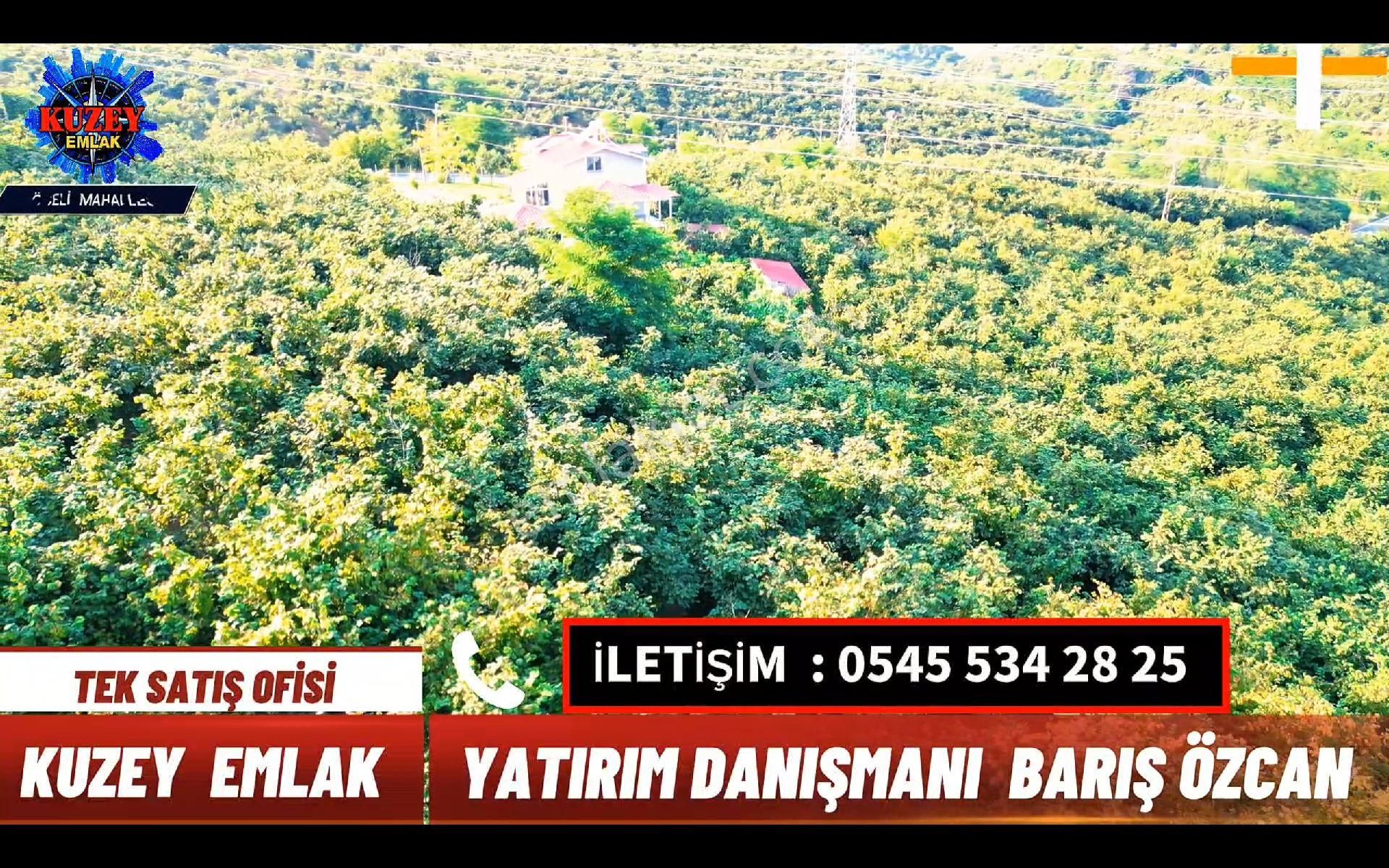 Altınordu/ordu Öceli Mahallesin'de Satılık Fındık Bahçesi - Görsel 13