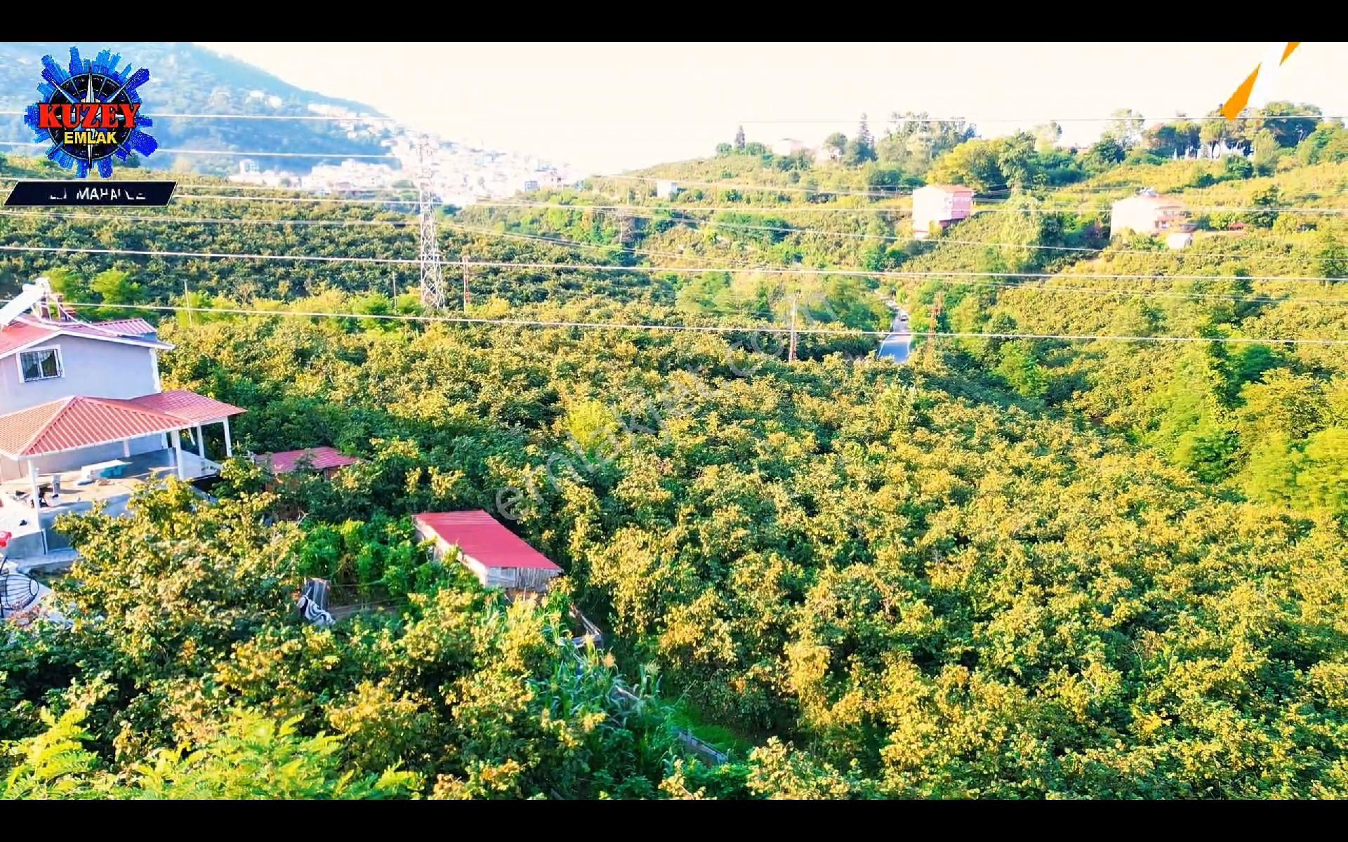 Altınordu/ordu Öceli Mahallesin'de Satılık Fındık Bahçesi - Görsel 10