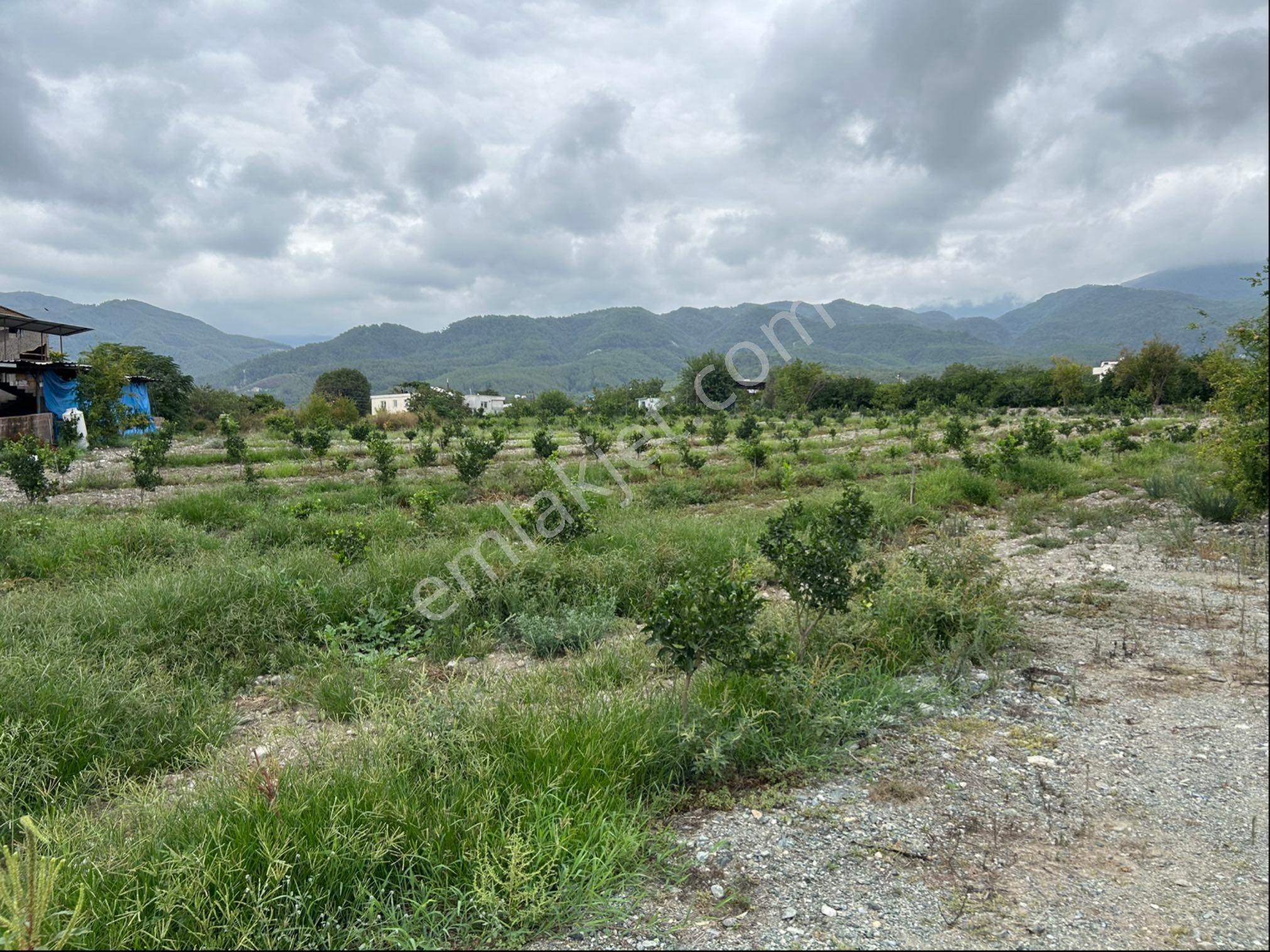 Hatay Erzinde Satılık Tek Tapu Bahçe