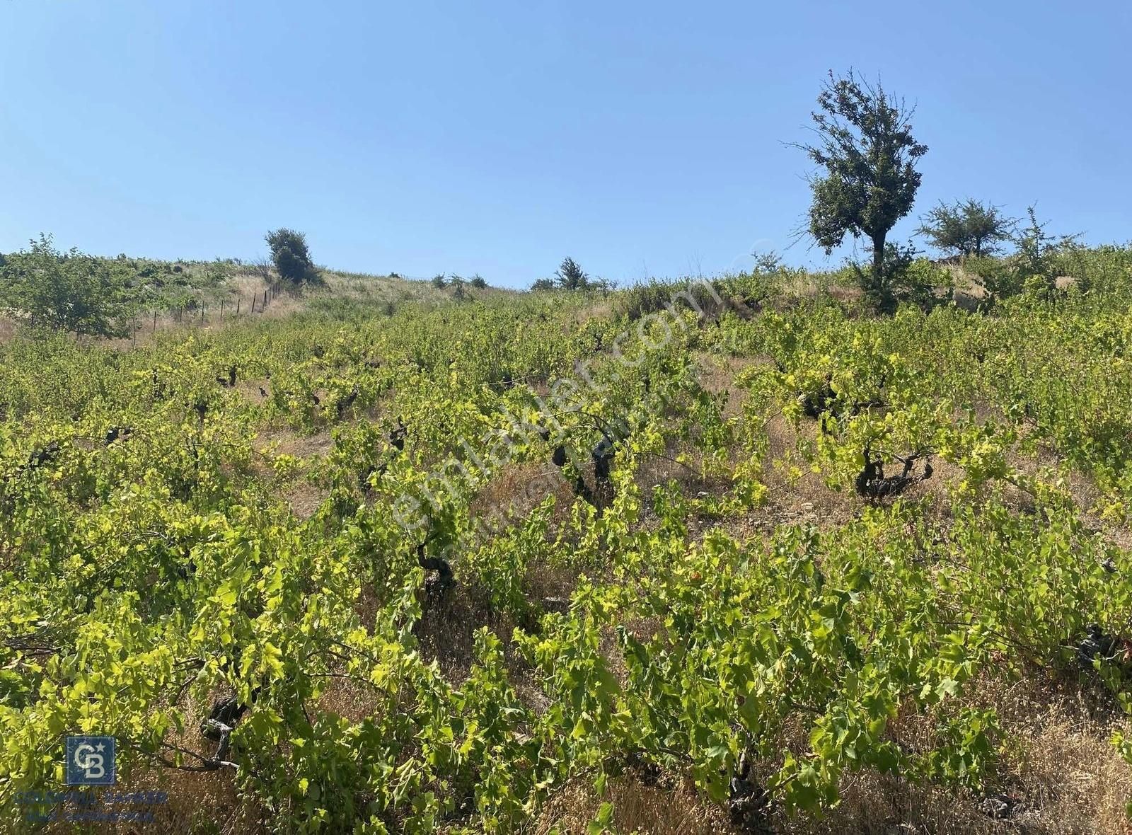 Güzelbahçe Payamlı 18.782m2 Arsa - Görsel 4