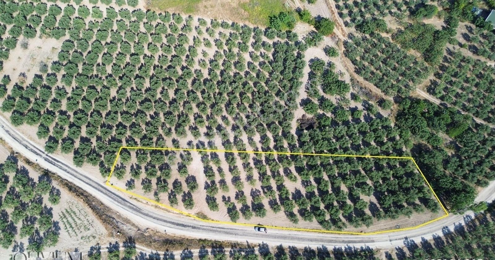 Olivium'dan Mürsel Mh'de Kaçırılmayacak 2500m2 Yatırımlık Tarla