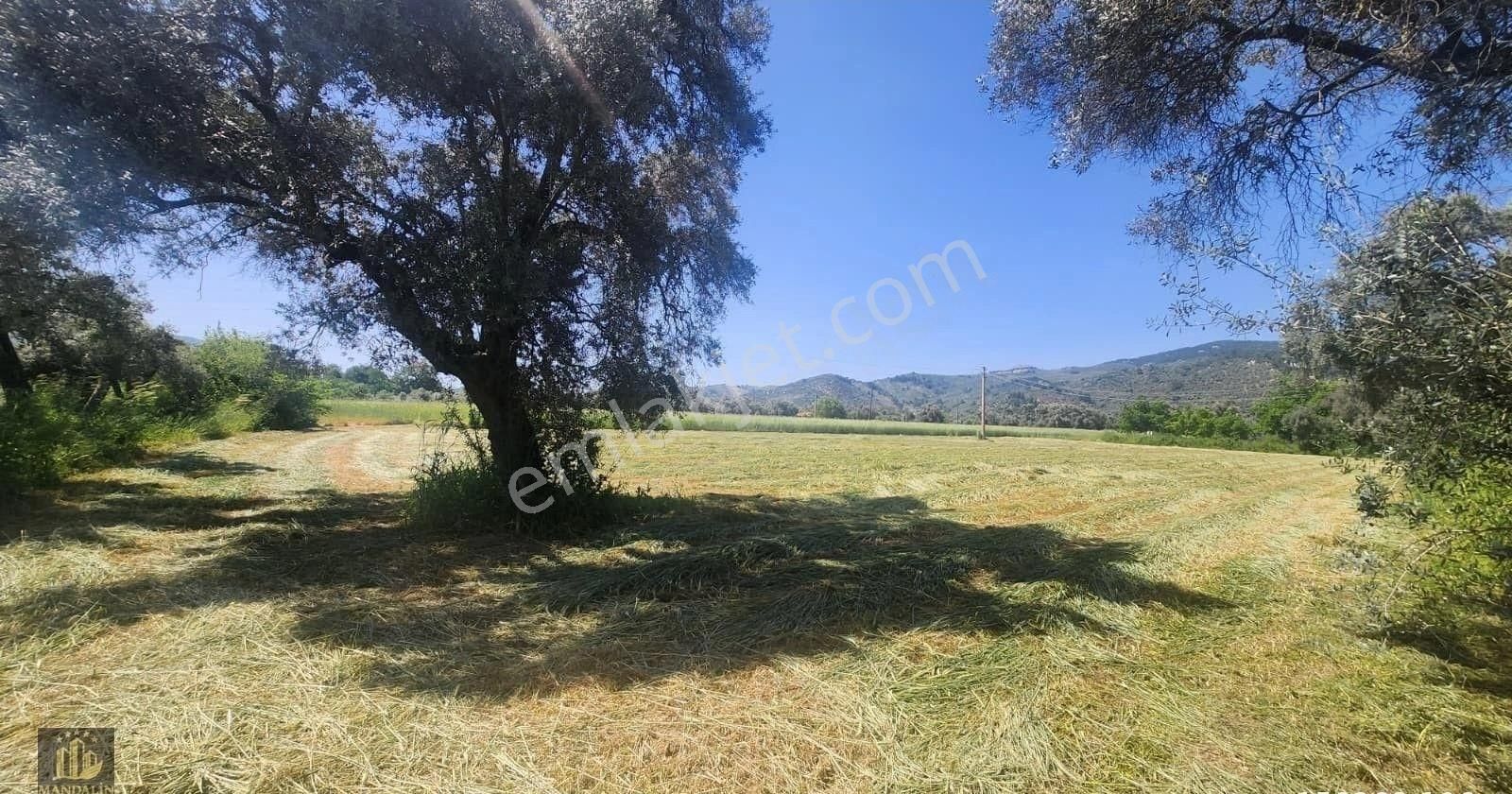 Elvan Özçelik'den Muğla Milas Ekindere Mahallesi'nde Satılık Zeytinli Tarla - Görsel 5