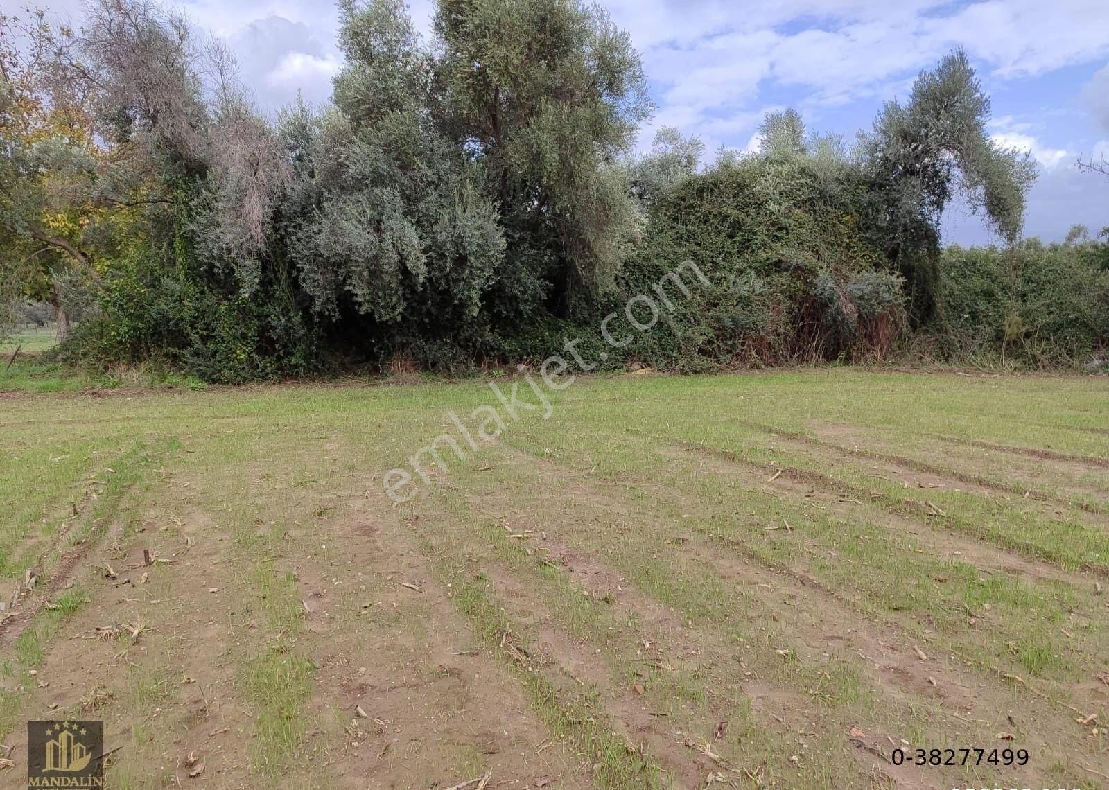 Elvan Özçelik'den Muğla Milas Ekindere Mahallesi'nde Satılık Zeytinli Tarla - Görsel 4