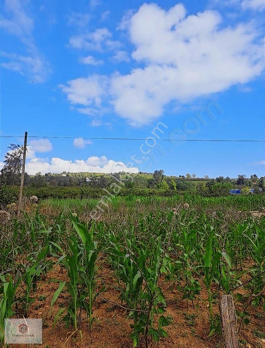 Efirlide Yatırımlık 2.500m2 Satılık Arsa