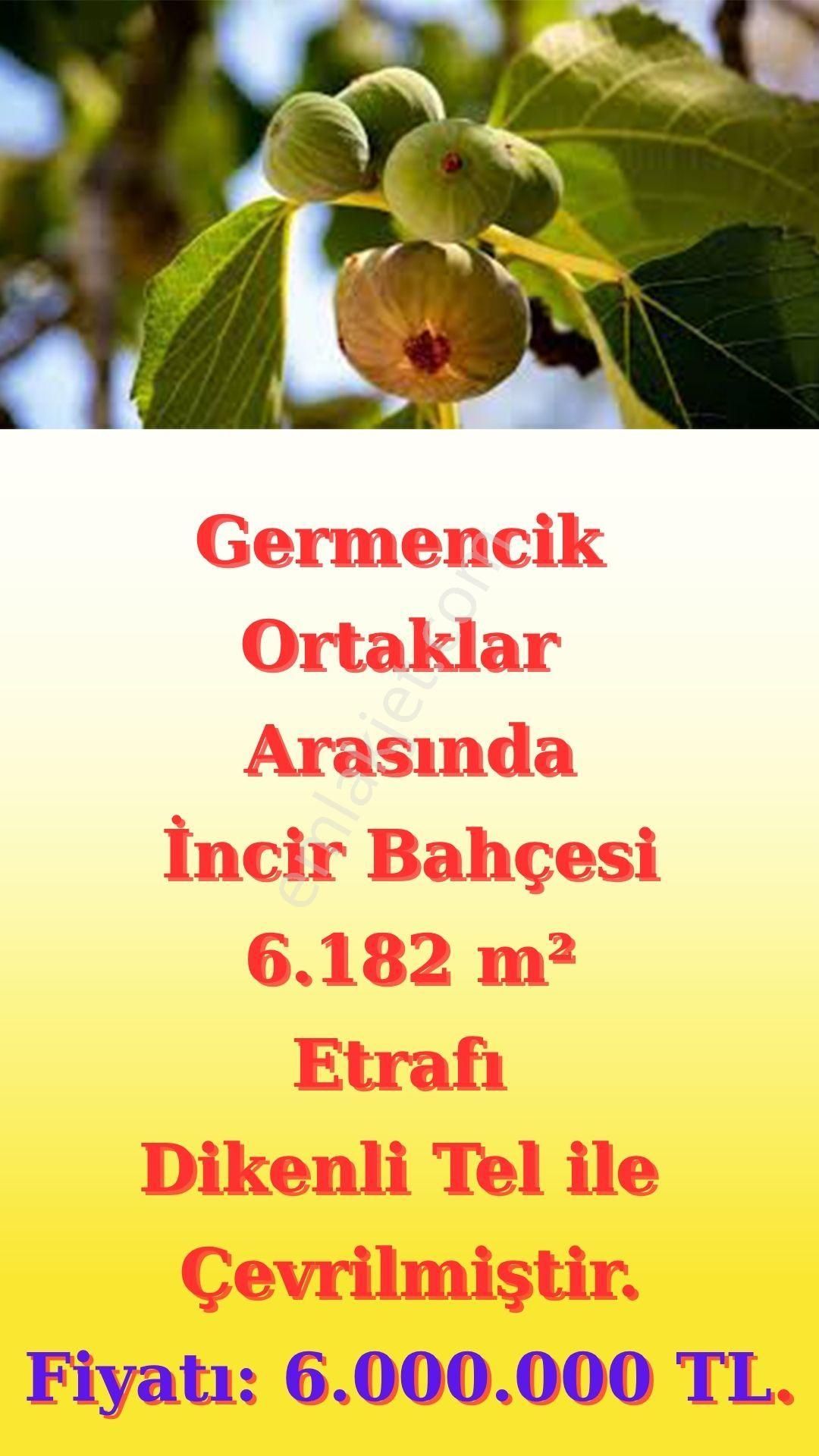 🍃 Germencik - Ortaklar Arasında İncir Bahçesi - Görsel 3