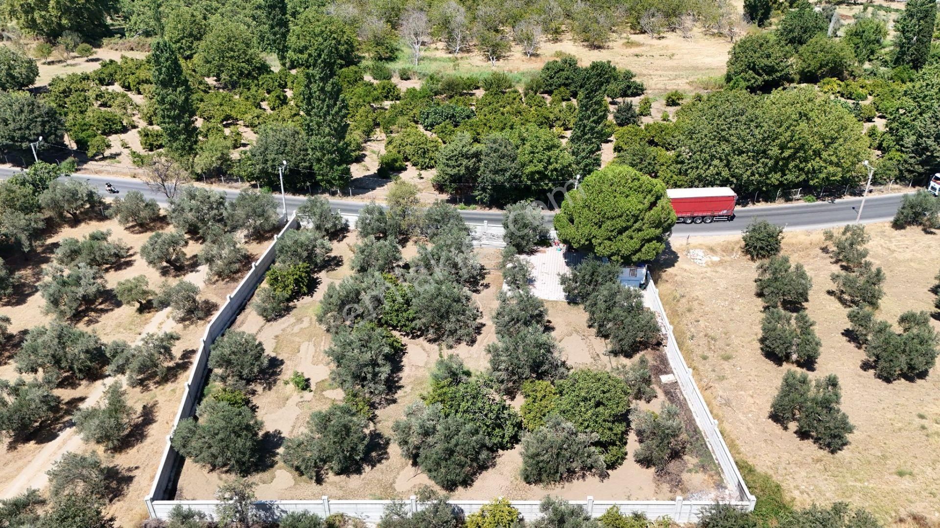 Irmaksudan Altınkum İzmir Yolu Arası Yola Sıfır 2 Dönüm Zeytinlik - Görsel 2