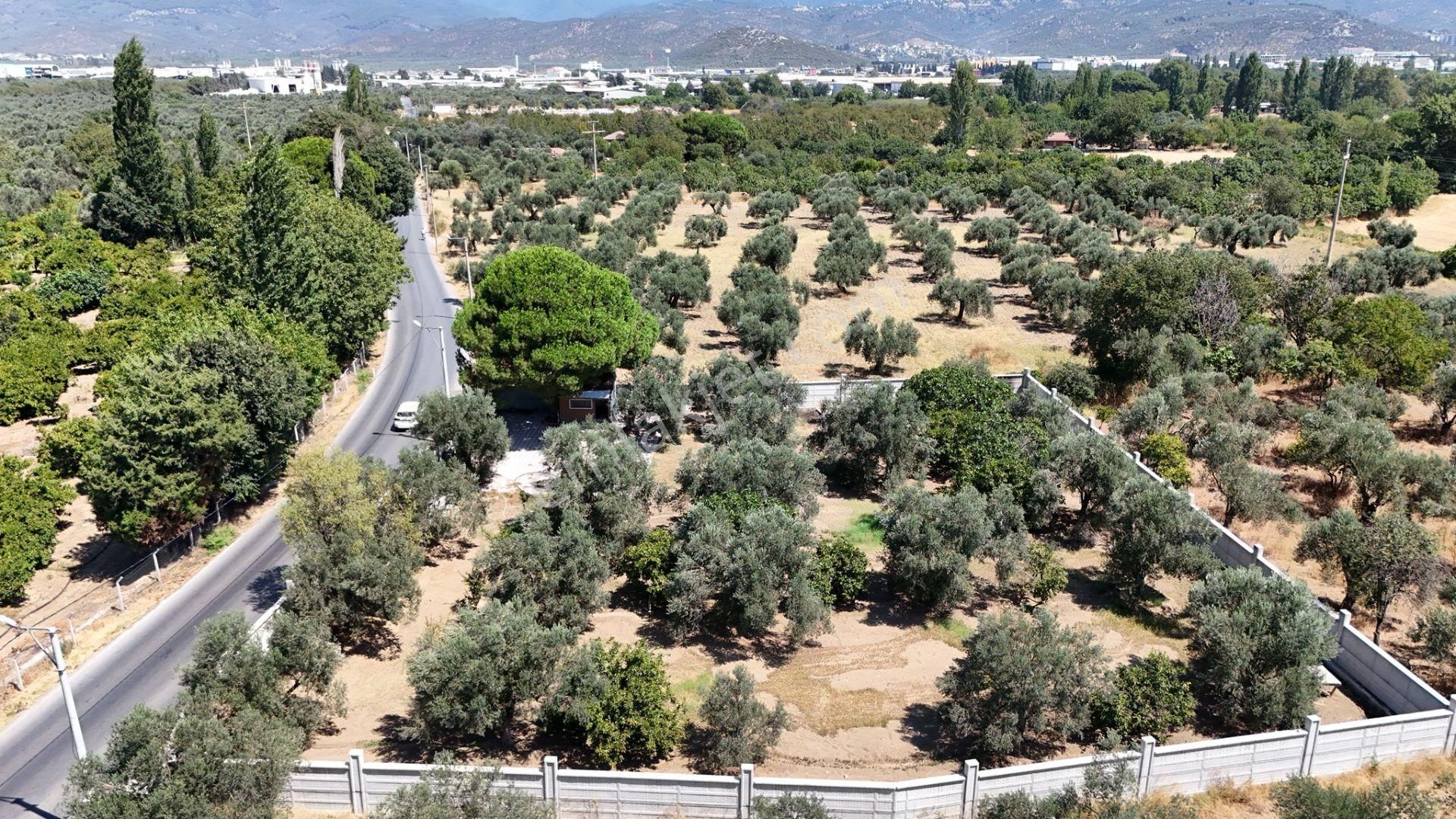 Irmaksudan Altınkum İzmir Yolu Arası Yola Sıfır 2 Dönüm Zeytinlik - Görsel 10