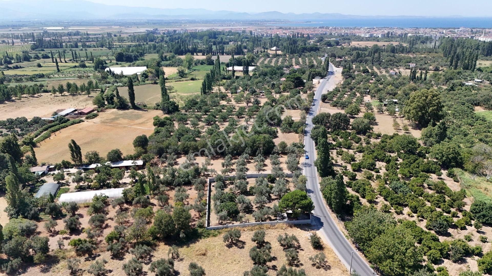 Irmaksudan Altınkum İzmir Yolu Arası Yola Sıfır 2 Dönüm Zeytinlik