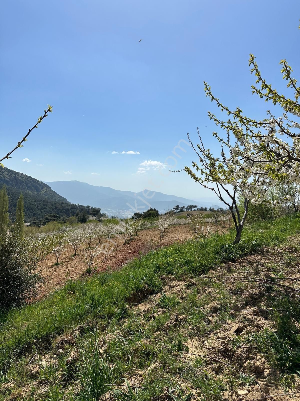 Satilik Tek Tapu Kiraz Bahçesi - Görsel 5