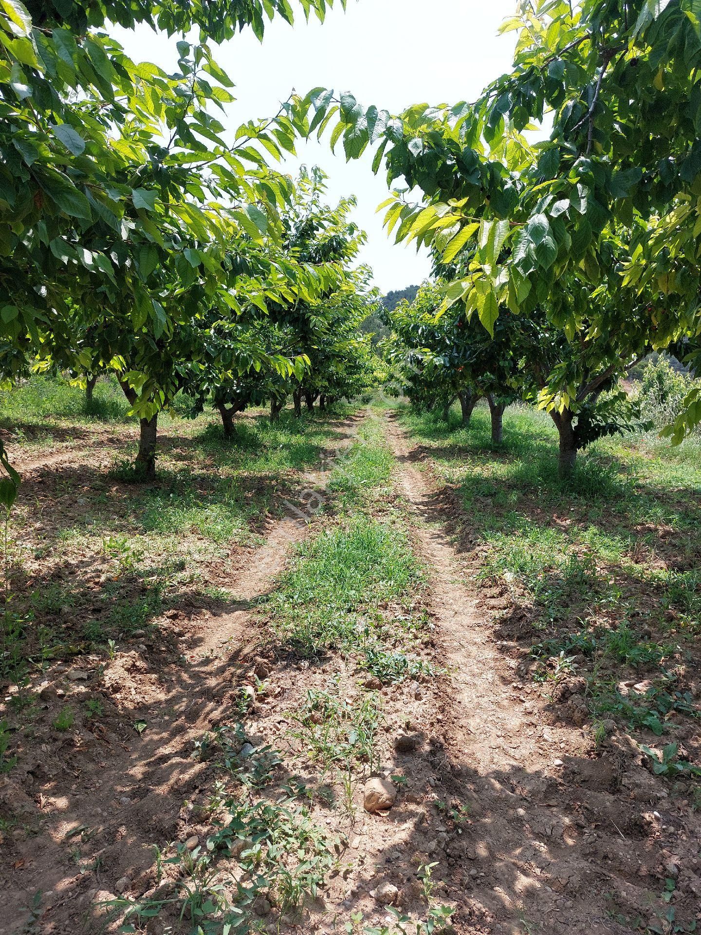 Satilik Tek Tapu Kiraz Bahçesi