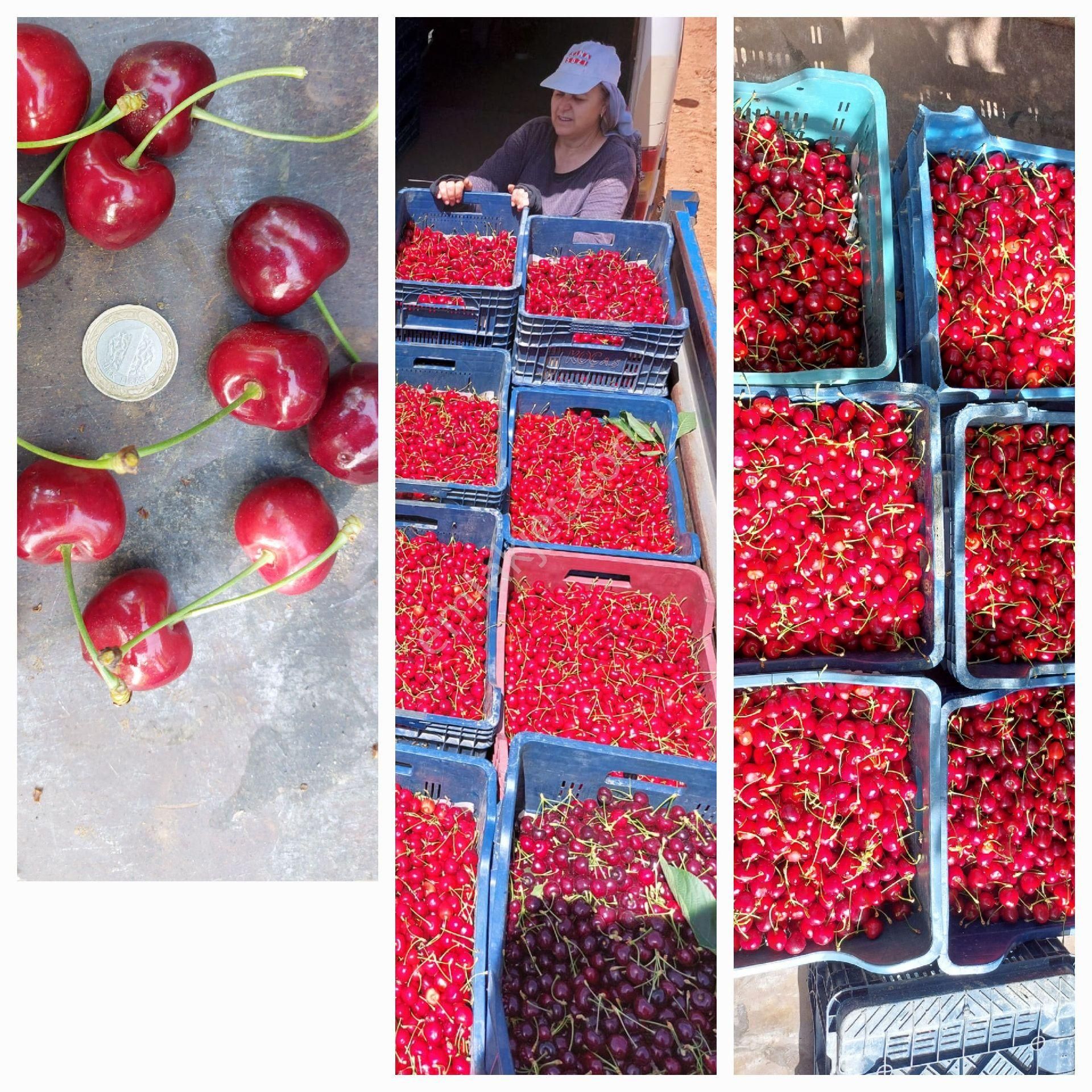 Satilik Tek Tapu Kiraz Bahçesi - Görsel 18