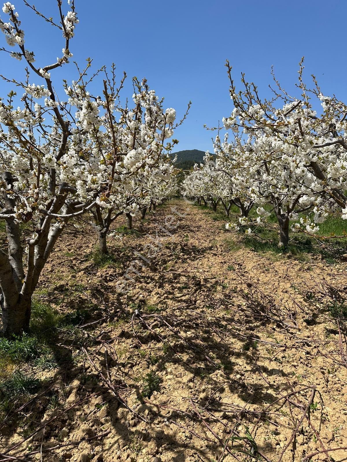Satilik Tek Tapu Kiraz Bahçesi - Görsel 15