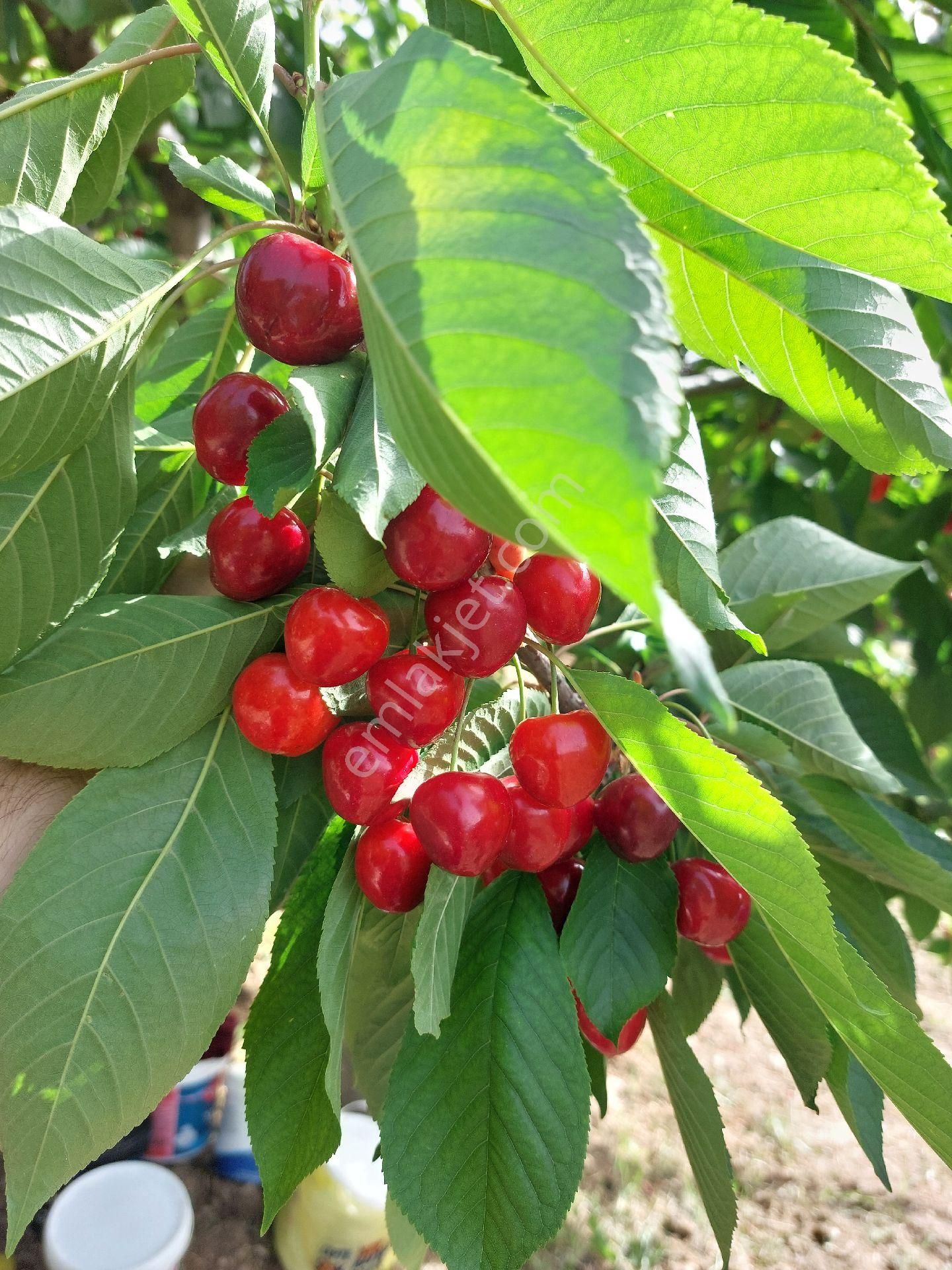 Satilik Tek Tapu Kiraz Bahçesi - Görsel 20