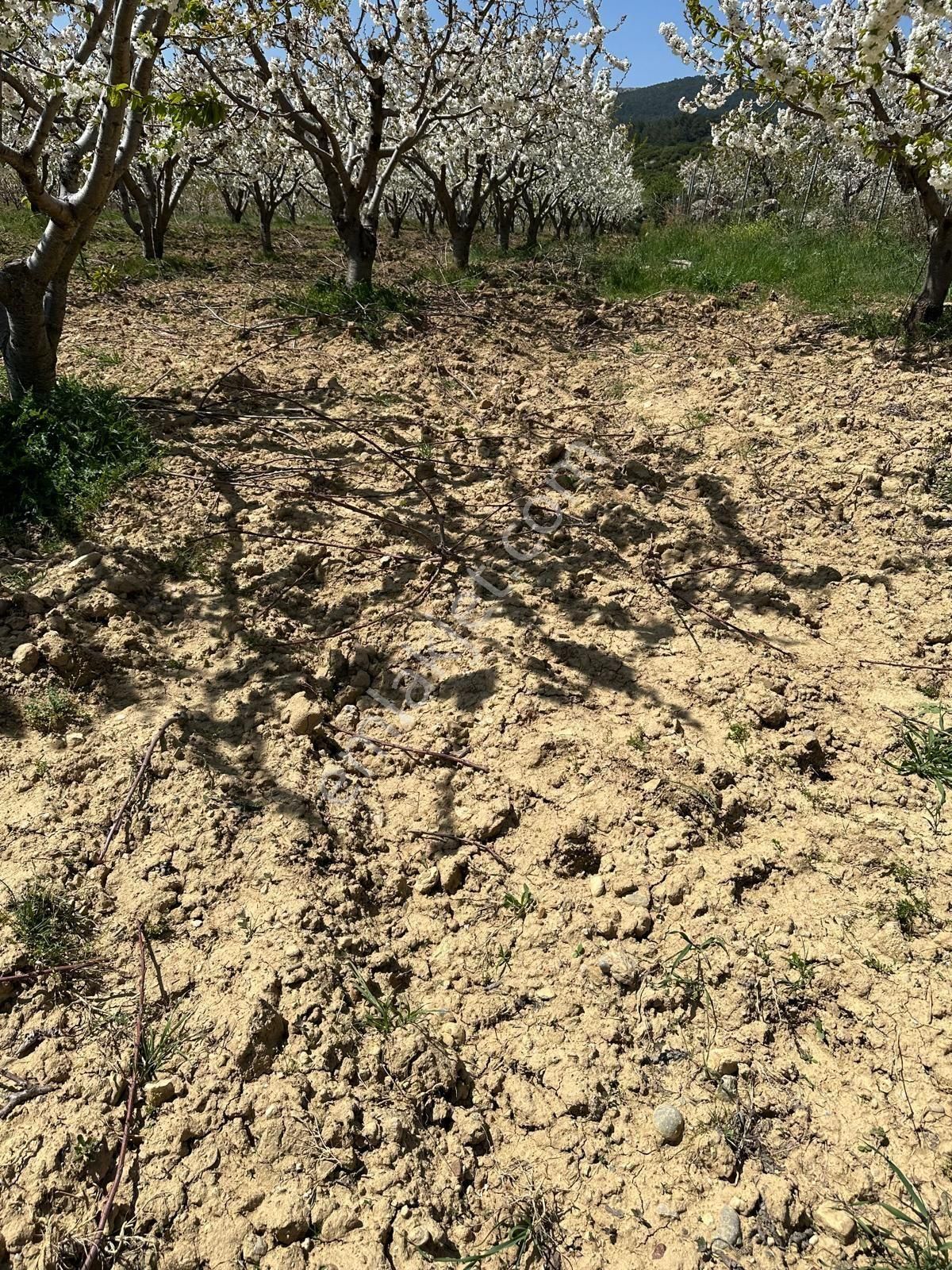 Satilik Tek Tapu Kiraz Bahçesi - Görsel 12