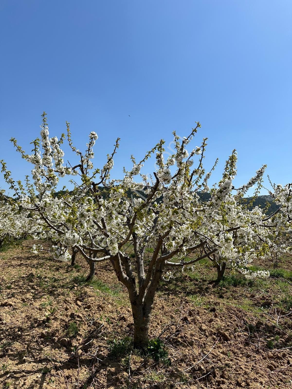 Satilik Tek Tapu Kiraz Bahçesi - Görsel 9