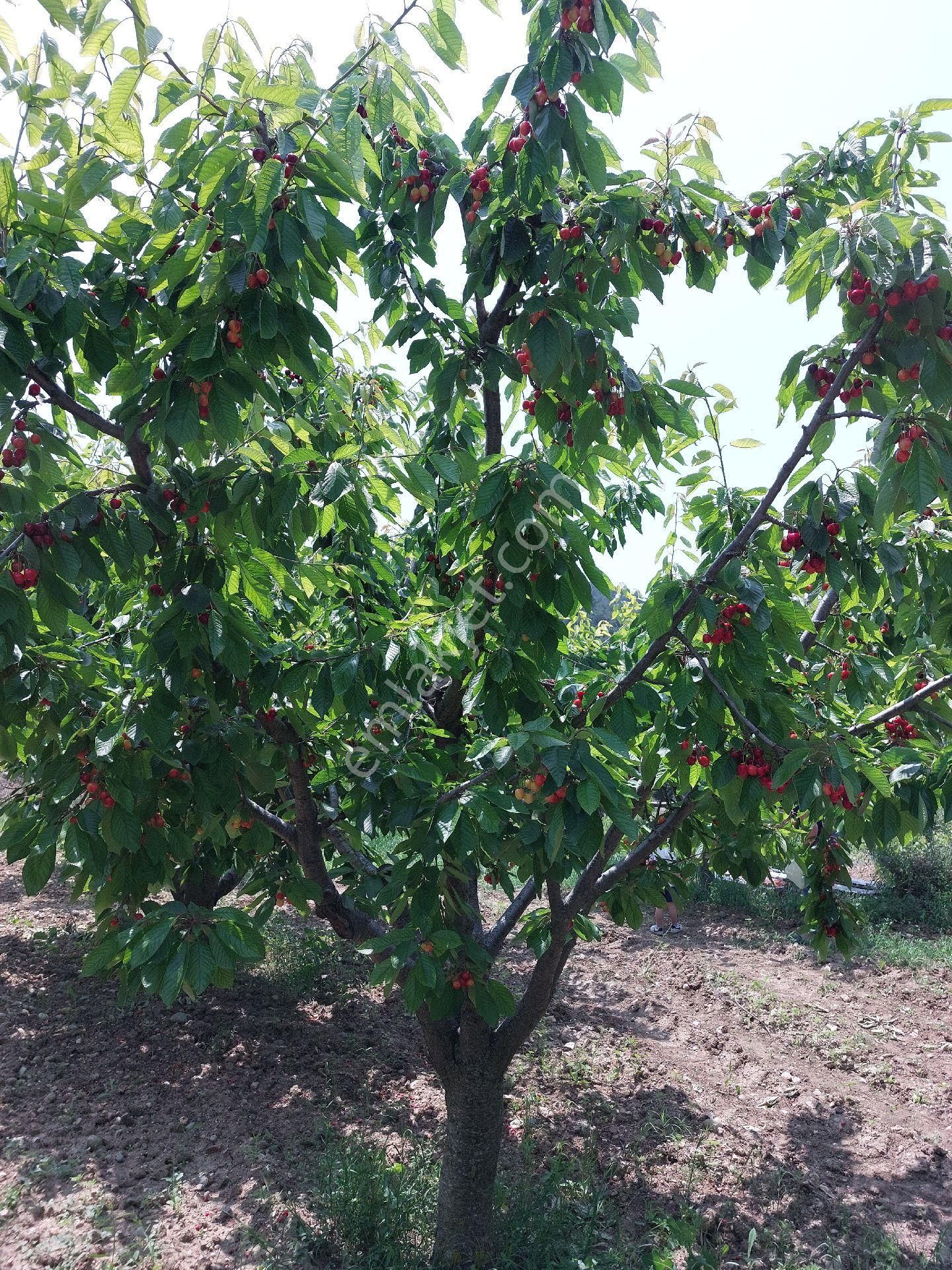 Satilik Tek Tapu Kiraz Bahçesi - Görsel 4