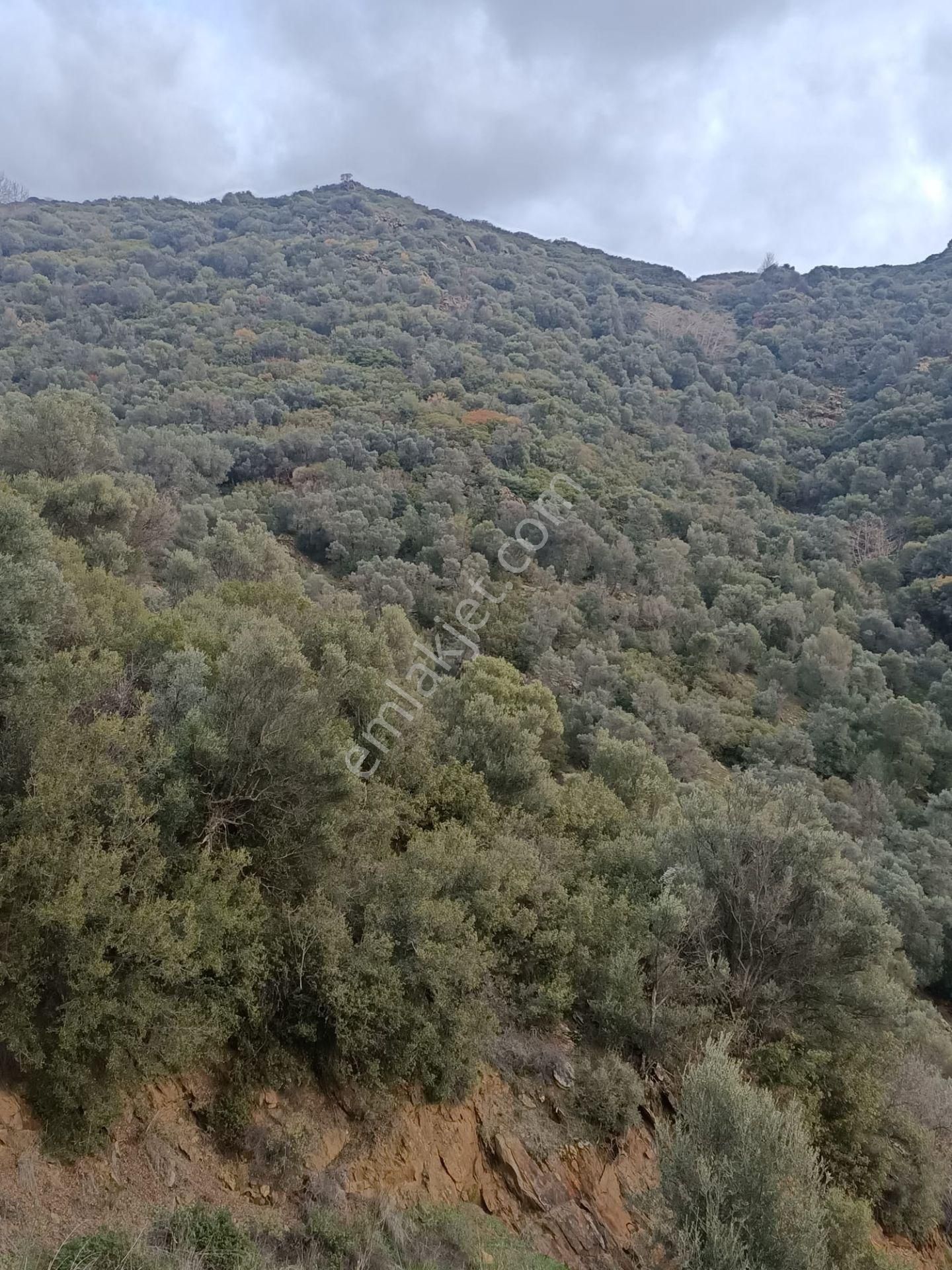 İzmir Torbalı Gold Emlaktan Satılık Zeytinlik