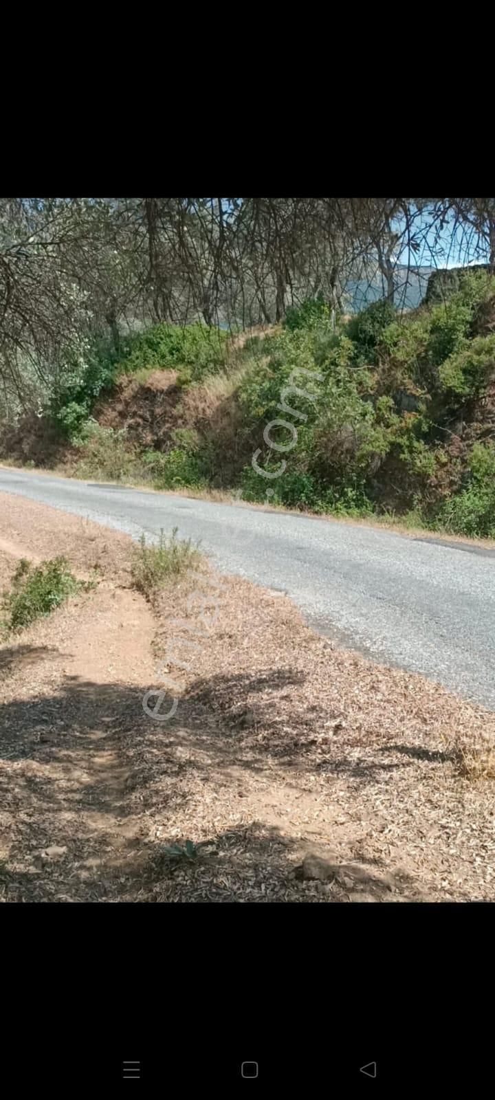 İzmir Torbalı Gold Emlaktan Satılık Zeytin Bahçesi