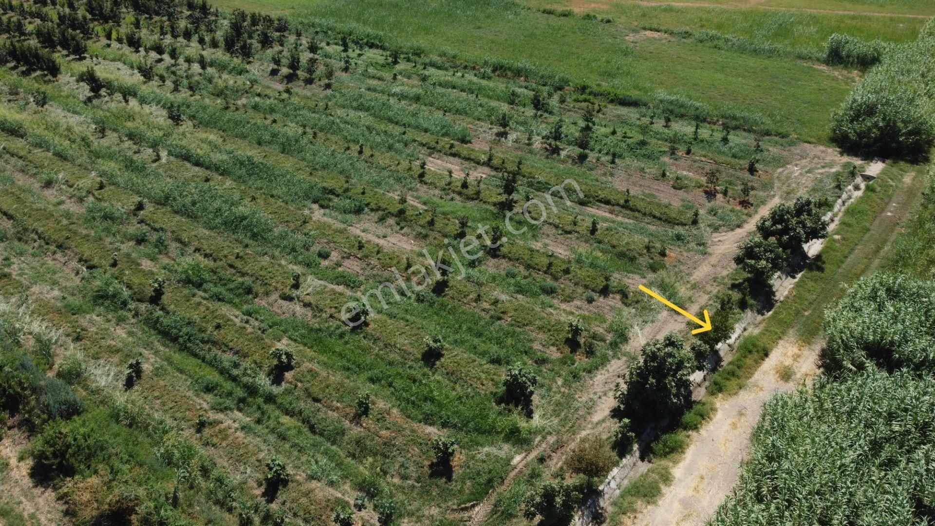 🎉 Atça’da 10.489 M2 Harika Bahçe Satılıktır 🎉 - Görsel 5