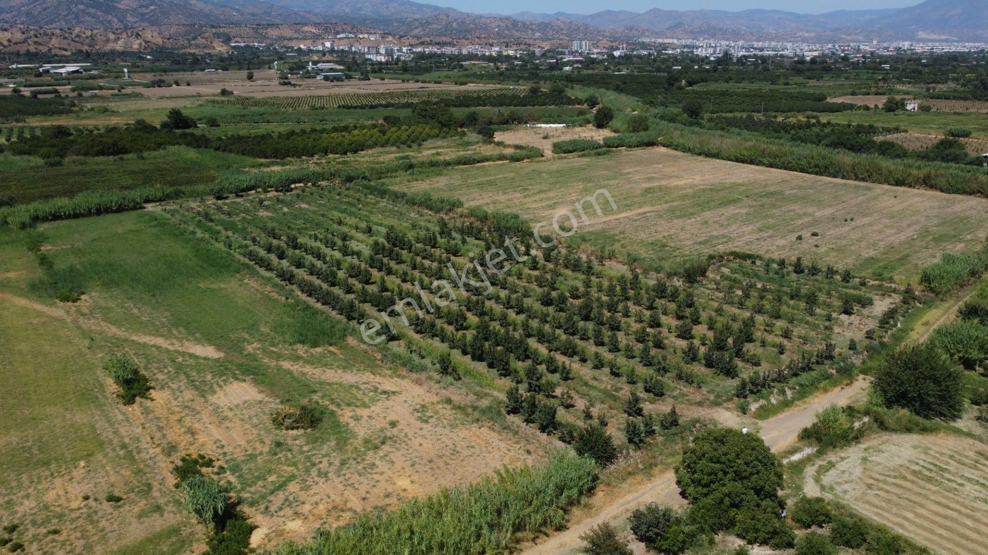 🎉 Atça’da 10.489 M2 Harika Bahçe Satılıktır 🎉 - Görsel 3