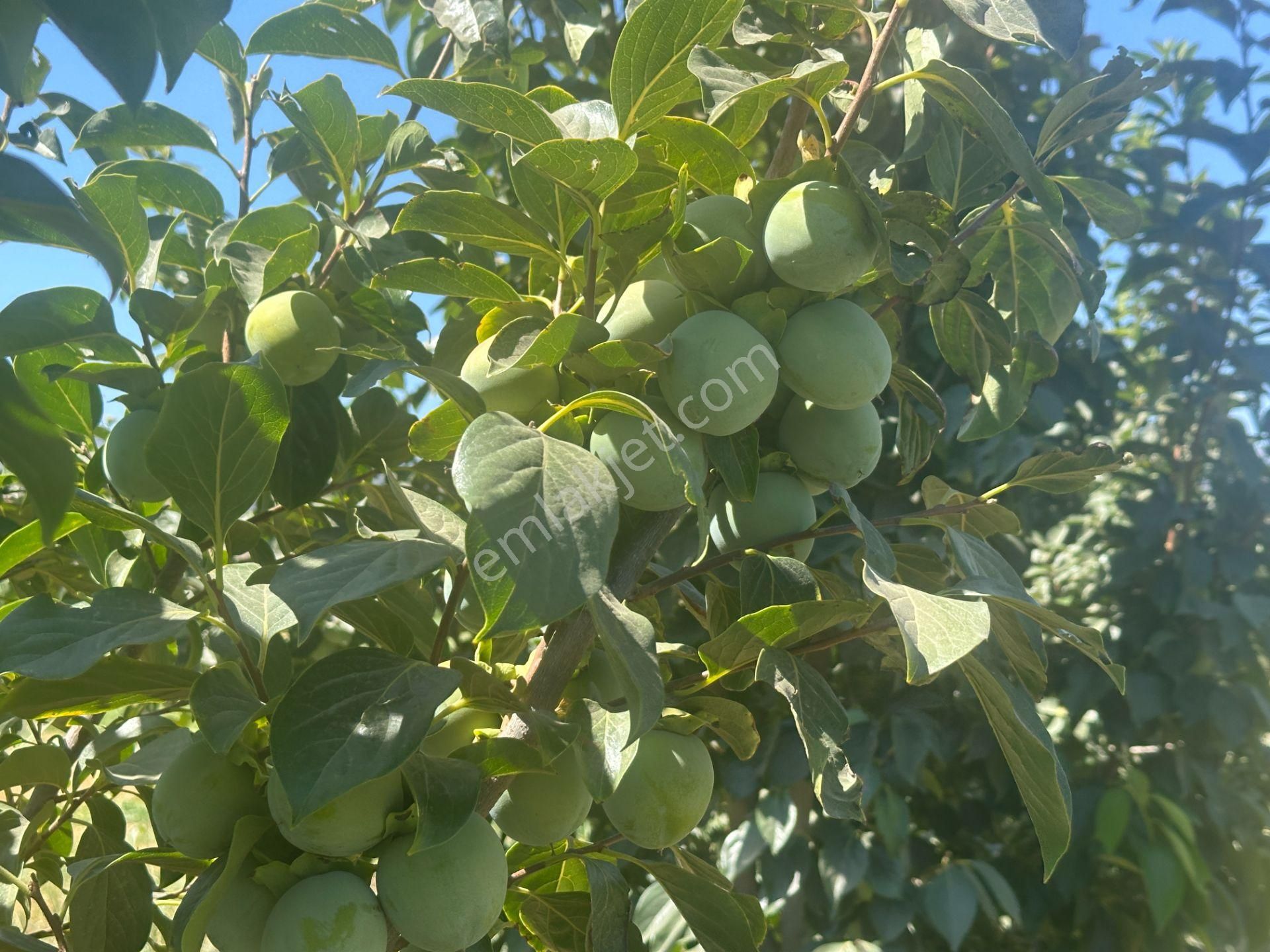 🎉 Atça’da 10.489 M2 Harika Bahçe Satılıktır 🎉 - Görsel 11