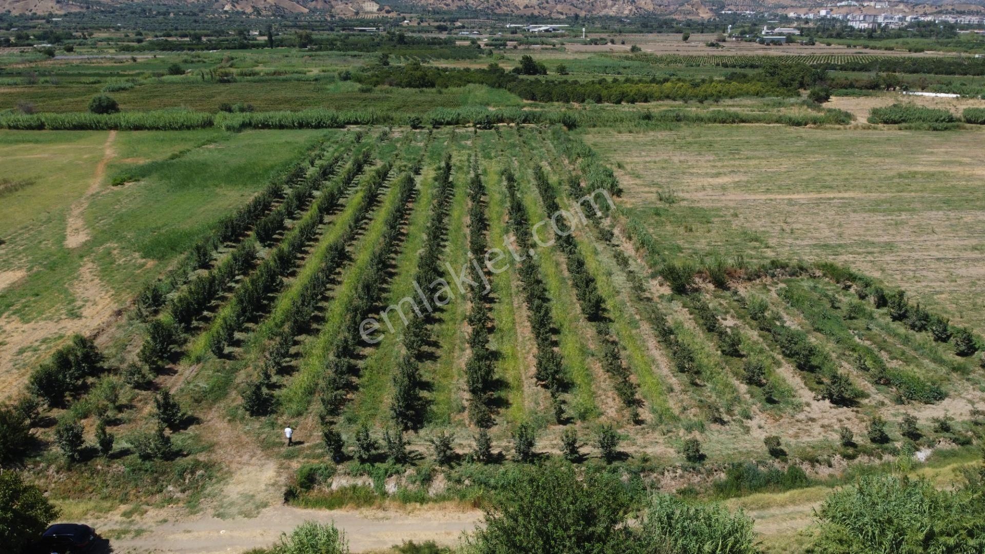 🎉 Atça’da 10.489 M2 Harika Bahçe Satılıktır 🎉 - Görsel 4