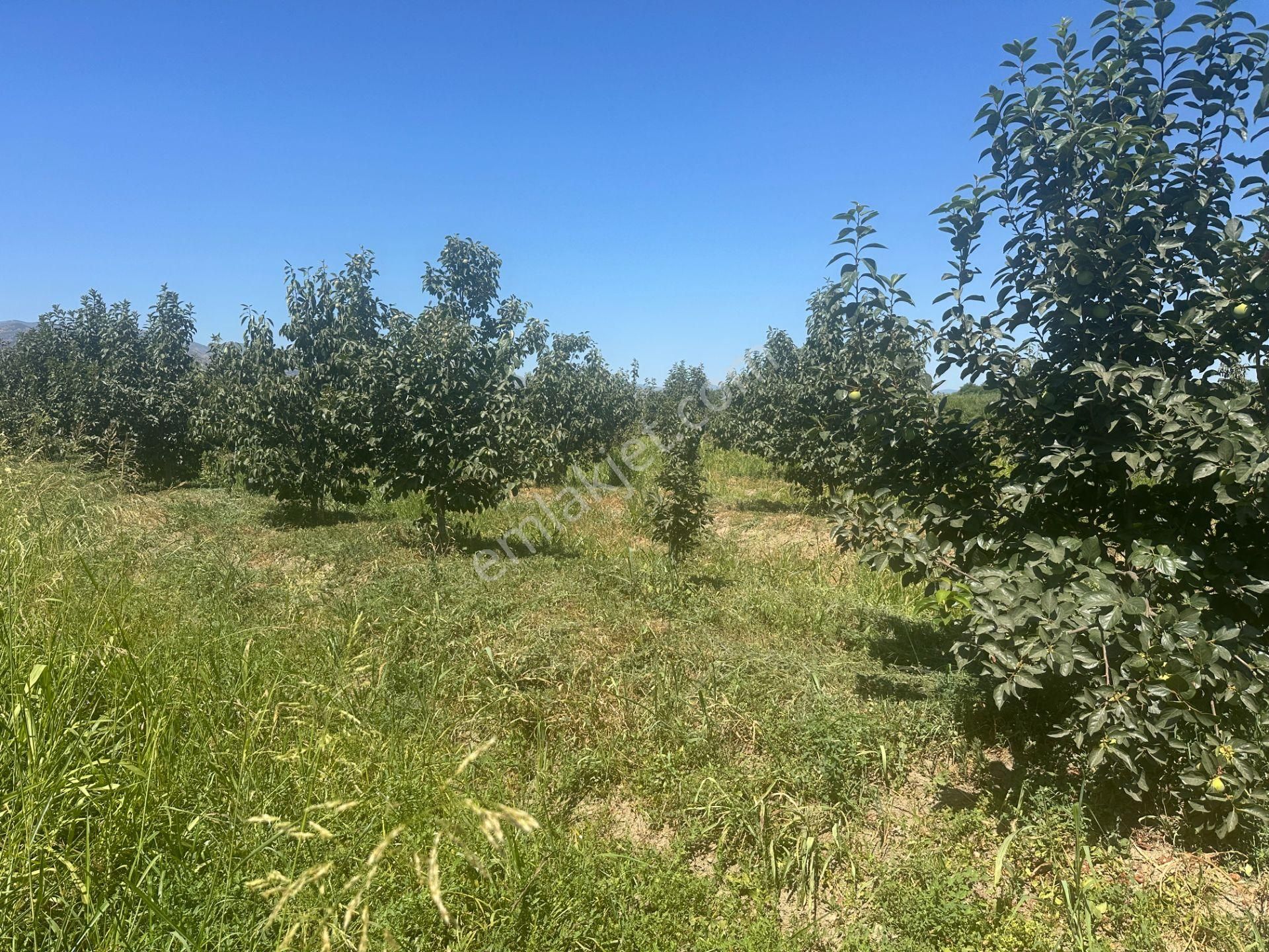 🎉 Atça’da 10.489 M2 Harika Bahçe Satılıktır 🎉 - Görsel 14
