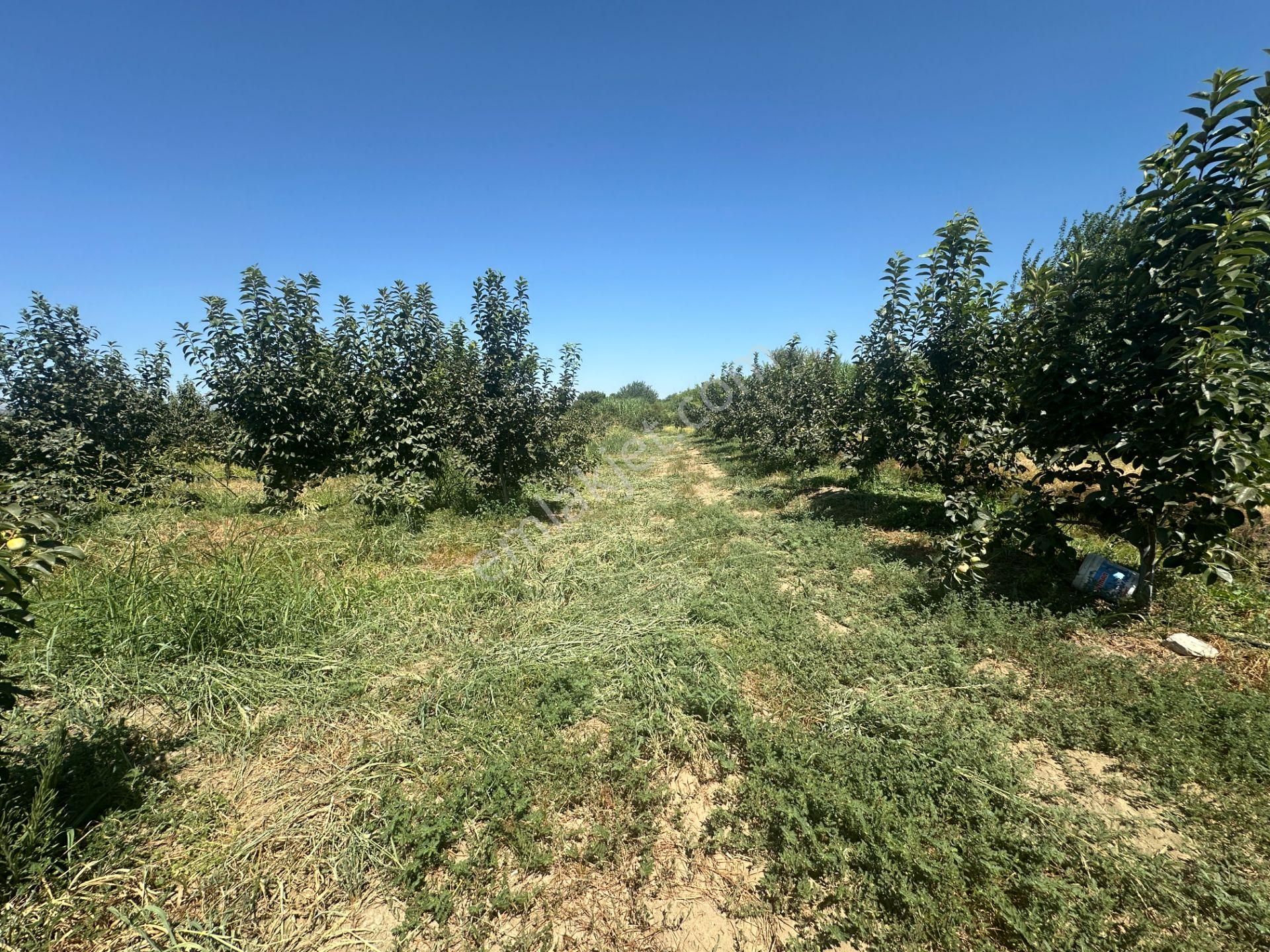 🎉 Atça’da 10.489 M2 Harika Bahçe Satılıktır 🎉 - Görsel 9