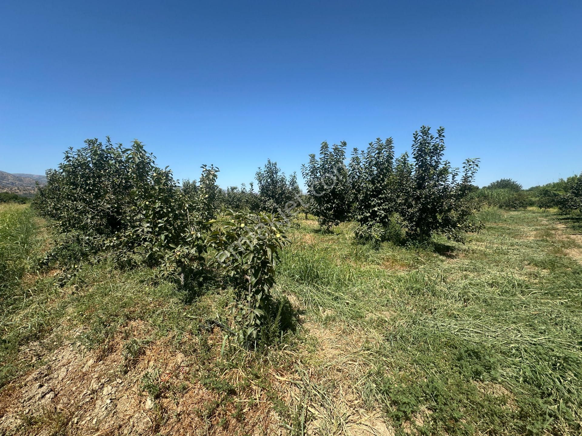 🎉 Atça’da 10.489 M2 Harika Bahçe Satılıktır 🎉 - Görsel 8