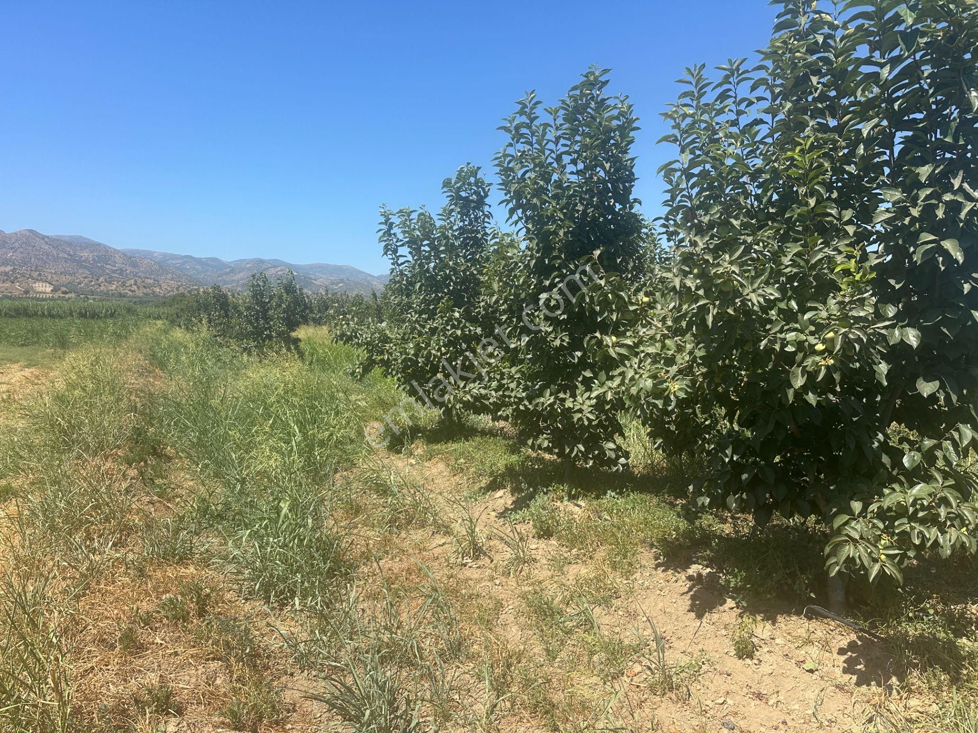 🎉 Atça’da 10.489 M2 Harika Bahçe Satılıktır 🎉 - Görsel 12