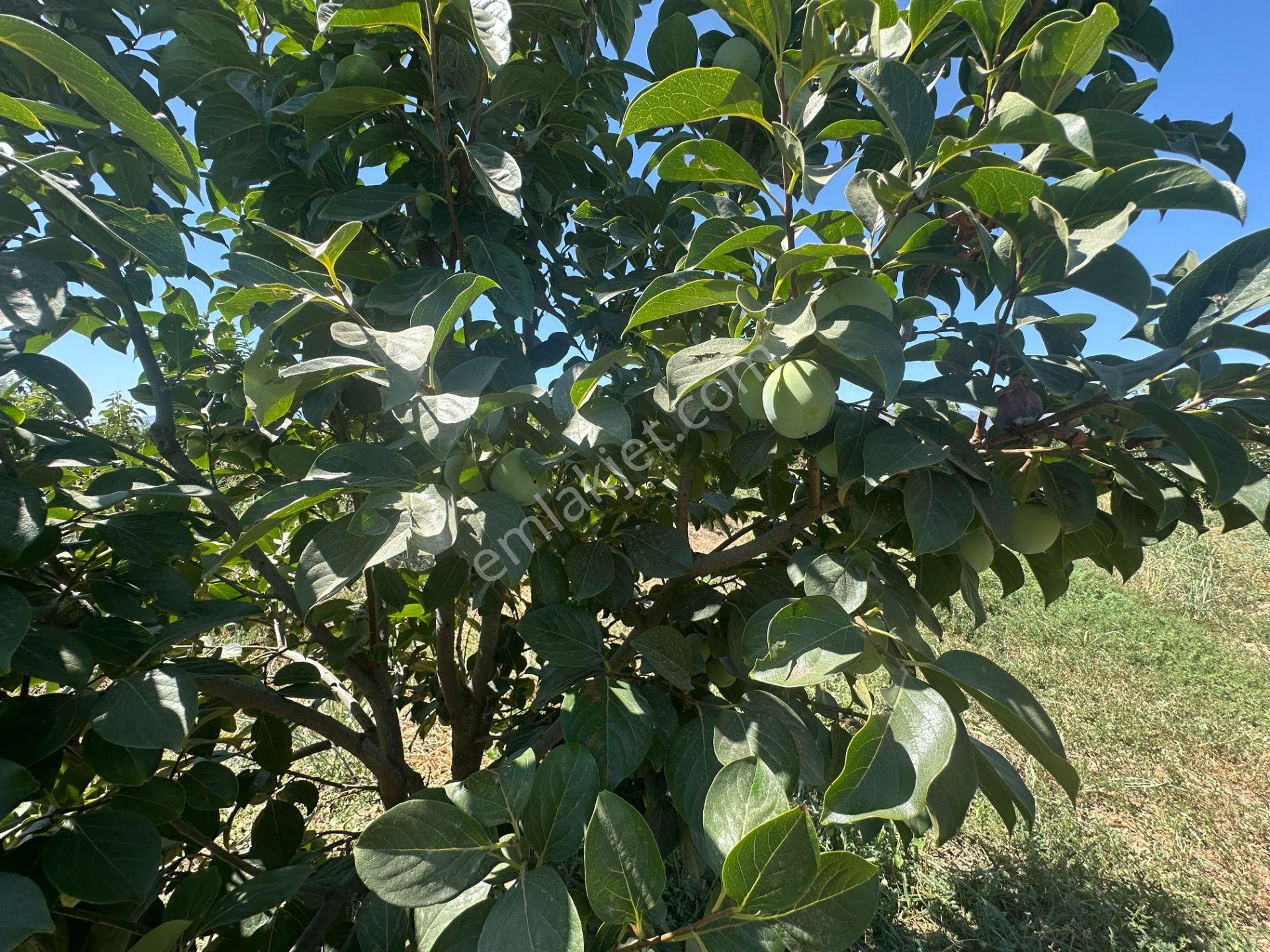 🎉 Atça’da 10.489 M2 Harika Bahçe Satılıktır 🎉 - Görsel 10