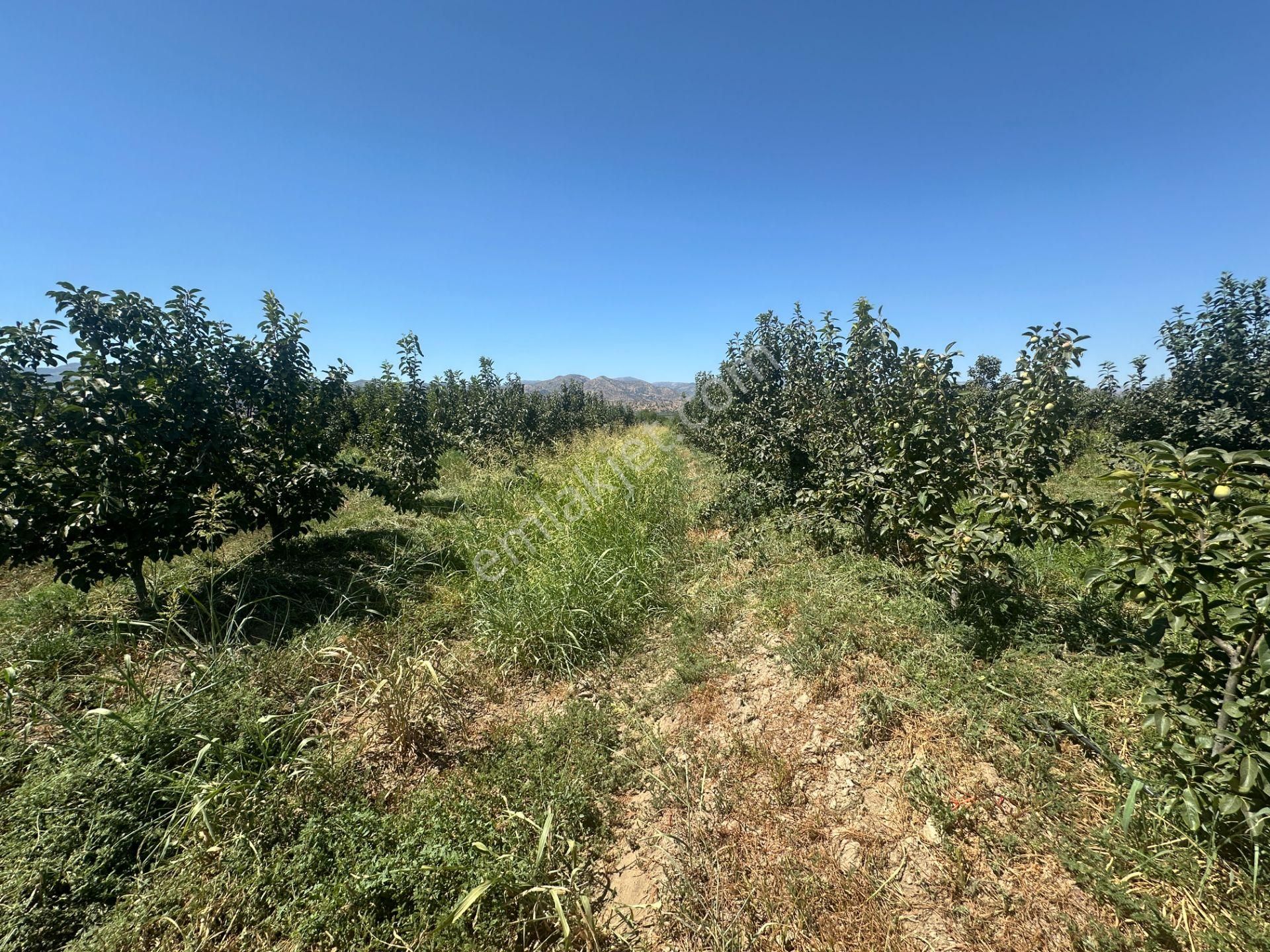 🎉 Atça’da 10.489 M2 Harika Bahçe Satılıktır 🎉 - Görsel 7