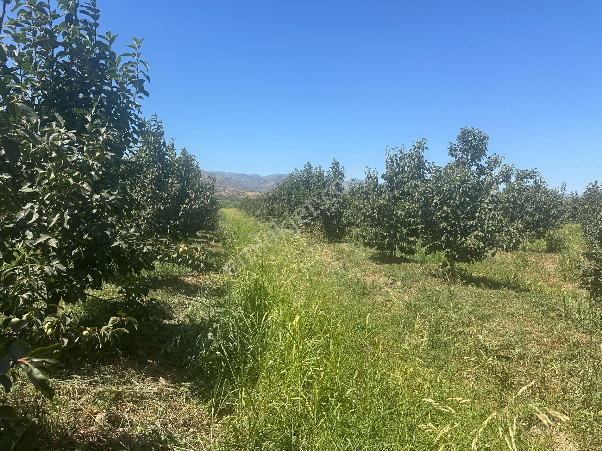 🎉 Atça’da 10.489 M2 Harika Bahçe Satılıktır 🎉 - Görsel 13