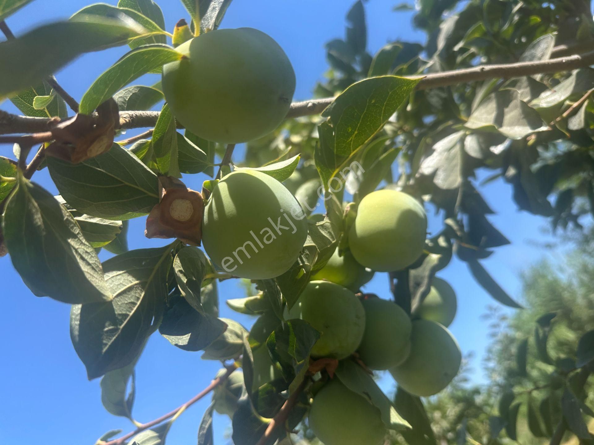 🎉 Atça’da 10.489 M2 Harika Bahçe Satılıktır 🎉 - Görsel 15