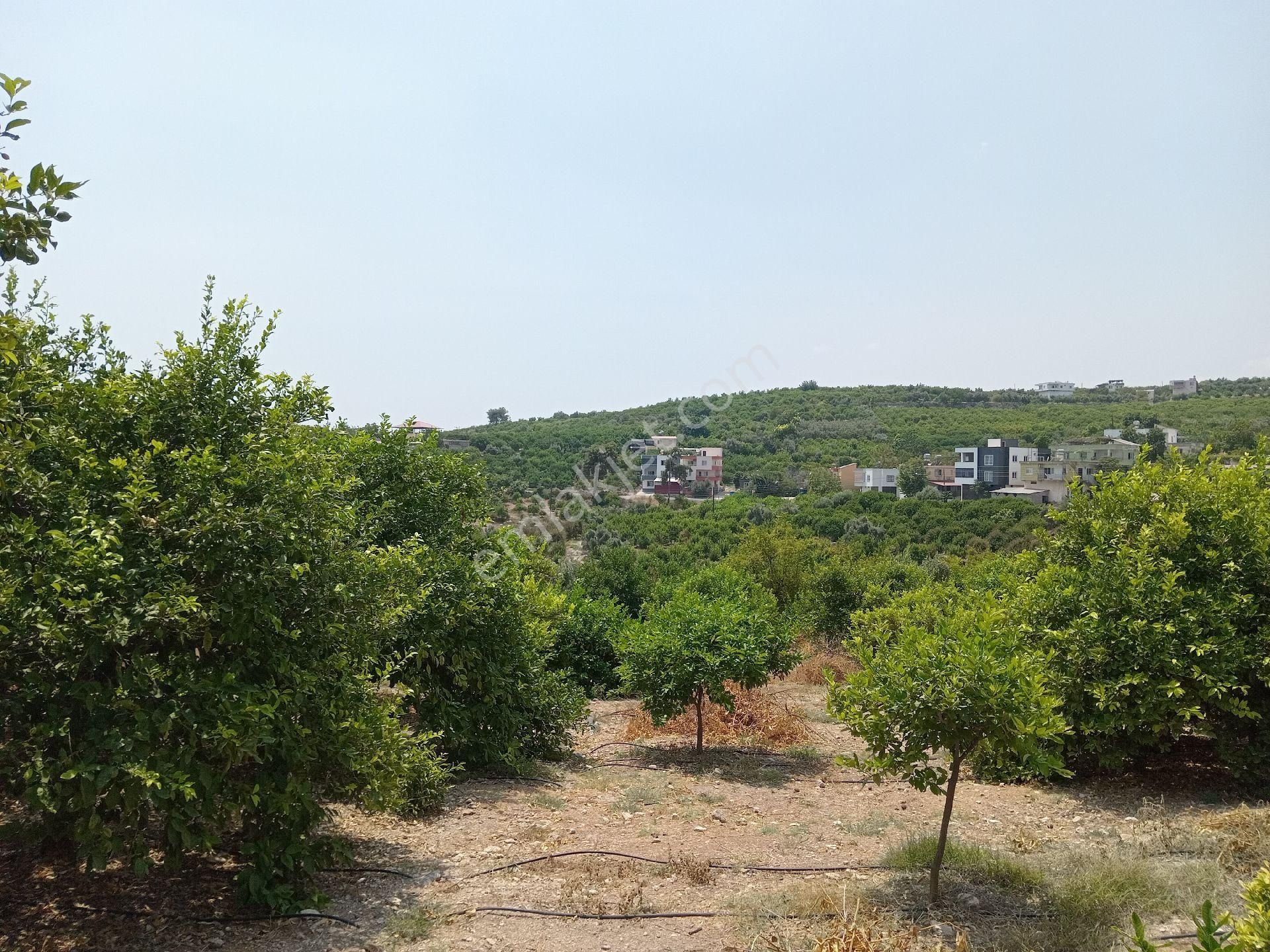 Mersin Erdemli Hacaliarpaç Da Satılık 3900 M.kare Lımon Bahçesi - Görsel 4